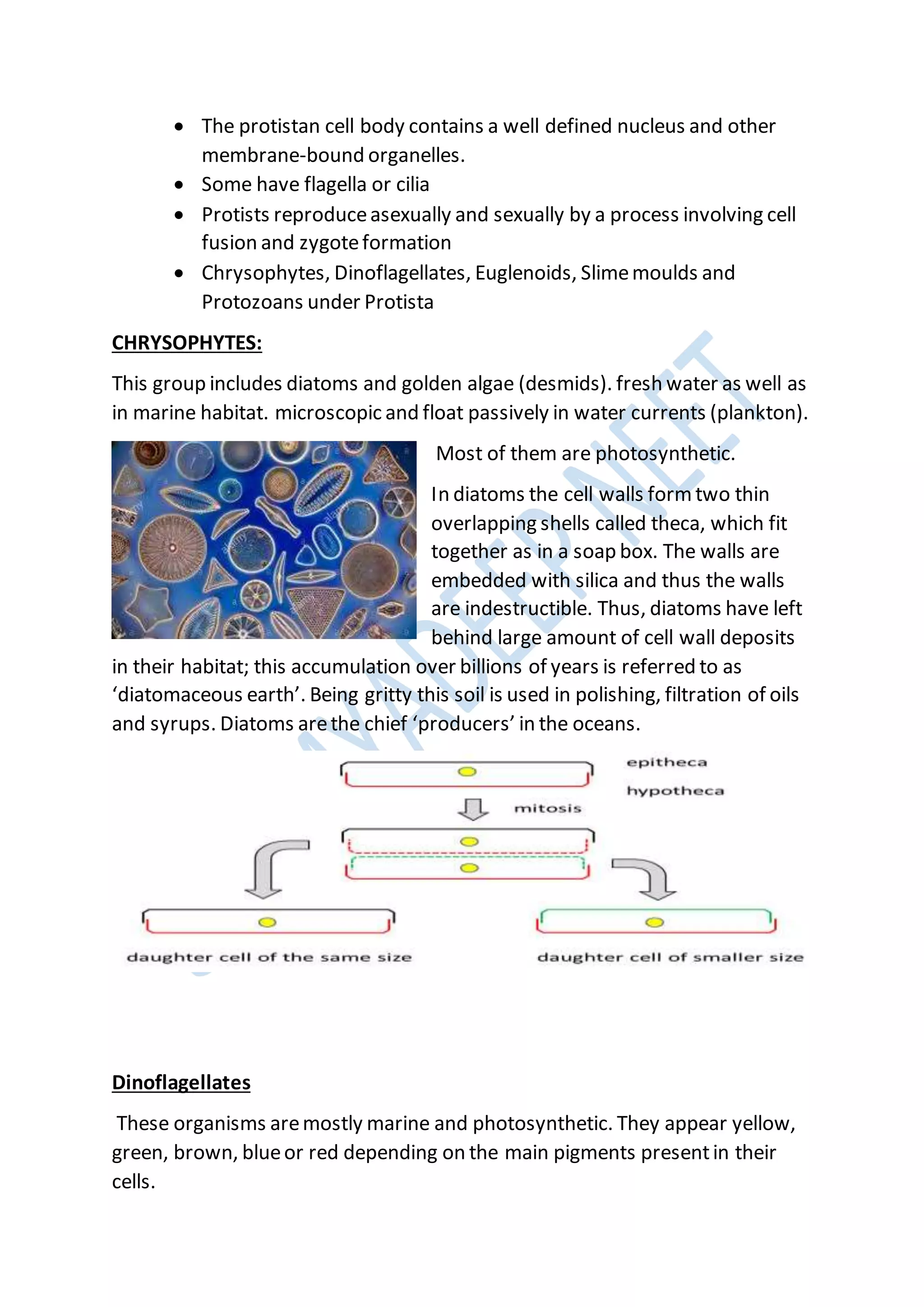  The protistan cell body contains a well defined nucleus and other
membrane-bound organelles.
 Some have flagella or cilia
 Protists reproduceasexually and sexually by a process involving cell
fusion and zygoteformation
 Chrysophytes, Dinoflagellates, Euglenoids, Slimemoulds and
Protozoans under Protista
CHRYSOPHYTES:
This group includes diatoms and golden algae (desmids). fresh water as well as
in marine habitat. microscopic and float passively in water currents (plankton).
Most of them are photosynthetic.
In diatoms the cell walls form two thin
overlapping shells called theca, which fit
together as in a soap box. The walls are
embedded with silica and thus the walls
are indestructible. Thus, diatoms have left
behind large amount of cell wall deposits
in their habitat; this accumulation over billions of years is referred to as
‘diatomaceous earth’. Being gritty this soil is used in polishing, filtration of oils
and syrups. Diatoms arethe chief ‘producers’ in the oceans.
Dinoflagellates
These organisms aremostly marine and photosynthetic. They appear yellow,
green, brown, blueor red depending on the main pigments presentin their
cells.
 