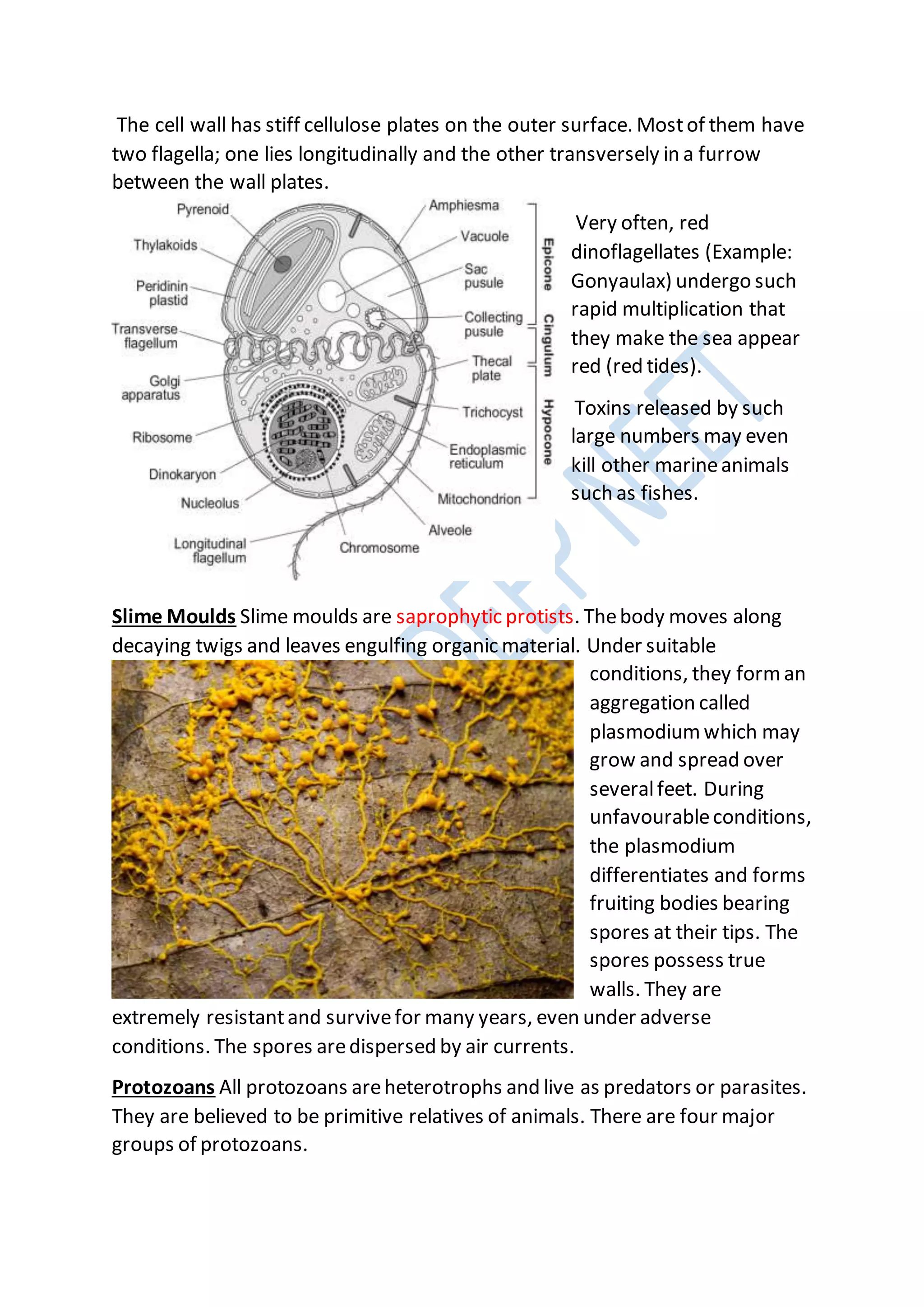 The cell wall has stiff cellulose plates on the outer surface. Mostof them have
two flagella; one lies longitudinally and the other transversely in a furrow
between the wall plates.
Very often, red
dinoflagellates (Example:
Gonyaulax) undergo such
rapid multiplication that
they make the sea appear
red (red tides).
Toxins released by such
large numbers may even
kill other marineanimals
such as fishes.
Slime Moulds Slime moulds are saprophytic protists. Thebody moves along
decaying twigs and leaves engulfing organic material. Under suitable
conditions, they form an
aggregation called
plasmodium which may
grow and spread over
severalfeet. During
unfavourableconditions,
the plasmodium
differentiates and forms
fruiting bodies bearing
spores at their tips. The
spores possess true
walls. They are
extremely resistantand survivefor many years, even under adverse
conditions. The spores aredispersed by air currents.
Protozoans All protozoans areheterotrophs and live as predators or parasites.
They are believed to be primitive relatives of animals. There are four major
groups of protozoans.
 