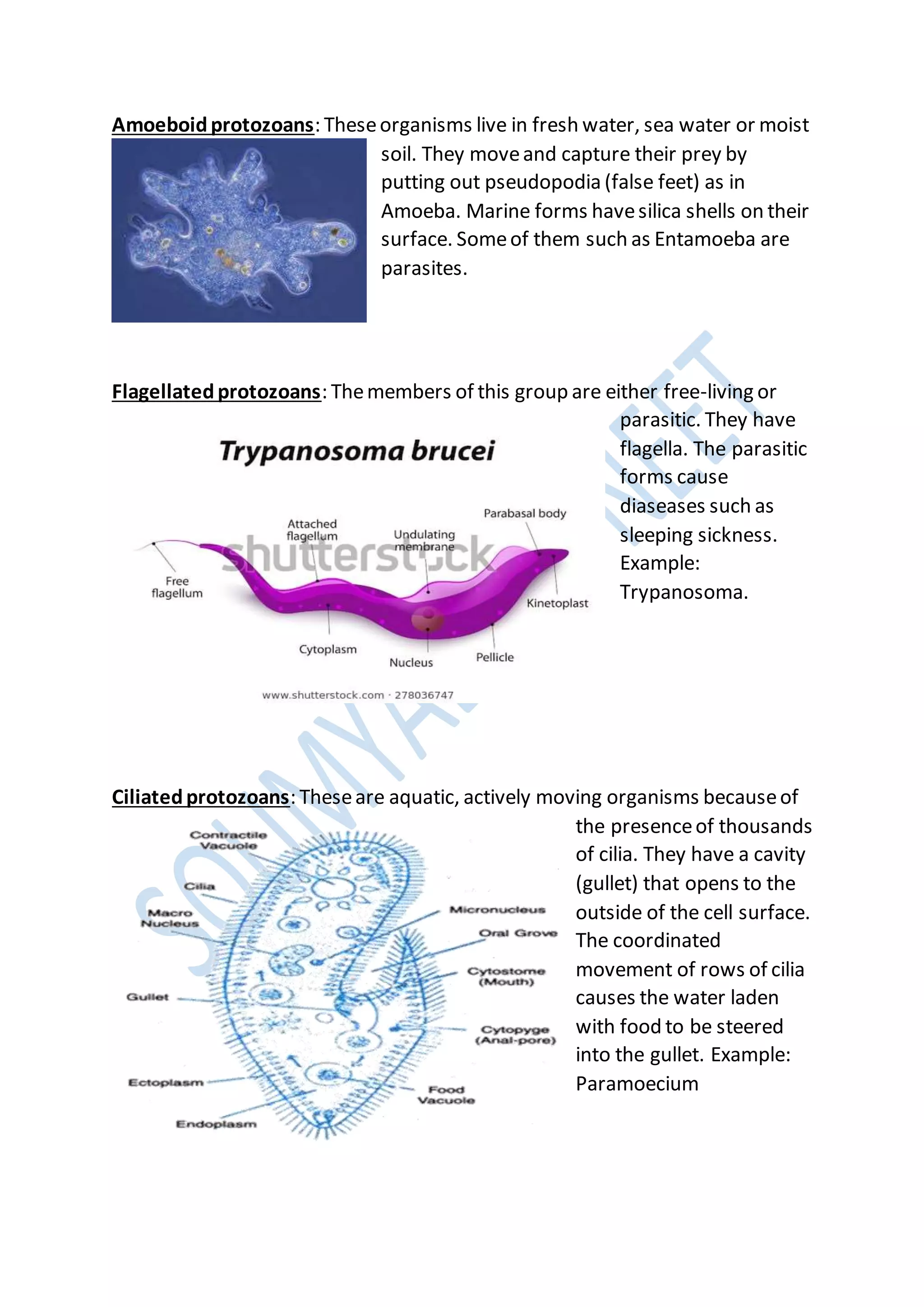 Amoeboidprotozoans: Theseorganisms live in fresh water, sea water or moist
soil. They moveand capture their prey by
putting out pseudopodia (false feet) as in
Amoeba. Marine forms havesilica shells on their
surface. Someof them such as Entamoeba are
parasites.
Flagellatedprotozoans: Themembers of this group are either free-living or
parasitic. They have
flagella. The parasitic
forms cause
diaseases such as
sleeping sickness.
Example:
Trypanosoma.
Ciliatedprotozoans: Theseare aquatic, actively moving organisms becauseof
the presenceof thousands
of cilia. They have a cavity
(gullet) that opens to the
outside of the cell surface.
The coordinated
movement of rows of cilia
causes the water laden
with food to be steered
into the gullet. Example:
Paramoecium
 
