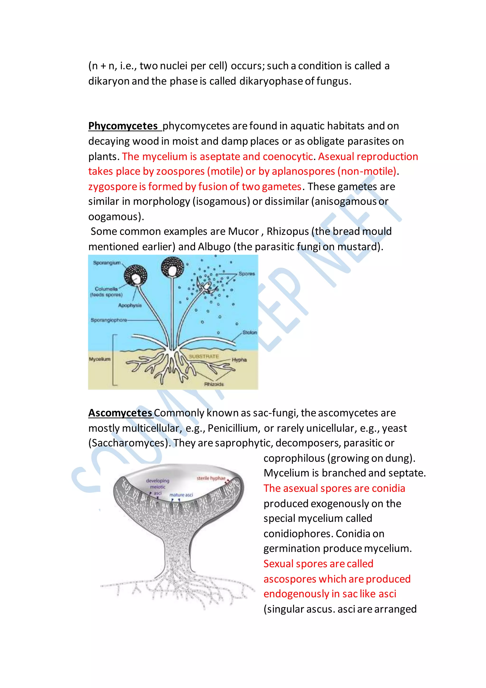 (n + n, i.e., two nuclei per cell) occurs; such a condition is called a
dikaryon and the phaseis called dikaryophaseof fungus.
Phycomycetes phycomycetes arefound in aquatic habitats and on
decaying wood in moist and damp places or as obligate parasites on
plants. The mycelium is aseptate and coenocytic. Asexual reproduction
takes place by zoospores (motile) or by aplanospores (non-motile).
zygosporeis formed by fusion of two gametes. These gametes are
similar in morphology (isogamous) or dissimilar (anisogamousor
oogamous).
Some common examples are Mucor , Rhizopus (the bread mould
mentioned earlier) and Albugo (the parasitic fungion mustard).
AscomycetesCommonly known as sac-fungi, theascomycetes are
mostly multicellular, e.g., Penicillium, or rarely unicellular, e.g., yeast
(Saccharomyces). They aresaprophytic, decomposers, parasitic or
coprophilous (growing on dung).
Mycelium is branched and septate.
The asexual spores are conidia
produced exogenously on the
special mycelium called
conidiophores. Conidia on
germination producemycelium.
Sexual spores arecalled
ascospores which areproduced
endogenously in sac like asci
(singular ascus. asciarearranged
 