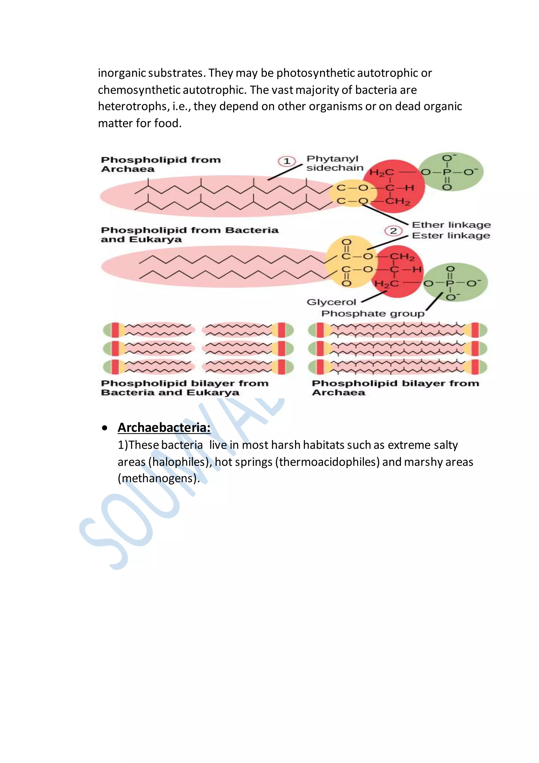 inorganic substrates. They may be photosynthetic autotrophic or
chemosynthetic autotrophic. The vastmajority of bacteria are
heterotrophs, i.e., they depend on other organisms or on dead organic
matter for food.
 Archaebacteria:
1)Thesebacteria live in most harsh habitats such as extreme salty
areas (halophiles), hot springs (thermoacidophiles) and marshy areas
(methanogens).
 