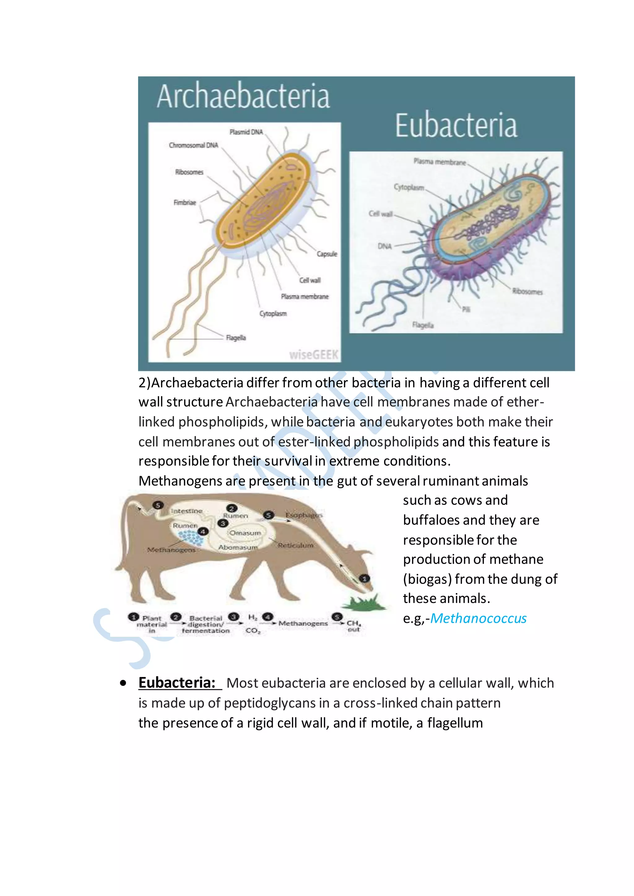 2)Archaebacteria differ from other bacteria in having a different cell
wall structureArchaebacteria have cell membranes made of ether-
linked phospholipids, whilebacteria and eukaryotes both make their
cell membranes out of ester-linked phospholipids and this feature is
responsiblefor their survivalin extreme conditions.
Methanogens are present in the gut of severalruminantanimals
such as cows and
buffaloes and they are
responsiblefor the
production of methane
(biogas) from the dung of
these animals.
e.g,-Methanococcus
 Eubacteria: Most eubacteria are enclosed by a cellular wall, which
is made up of peptidoglycans in a cross-linked chain pattern
the presenceof a rigid cell wall, and if motile, a flagellum
 