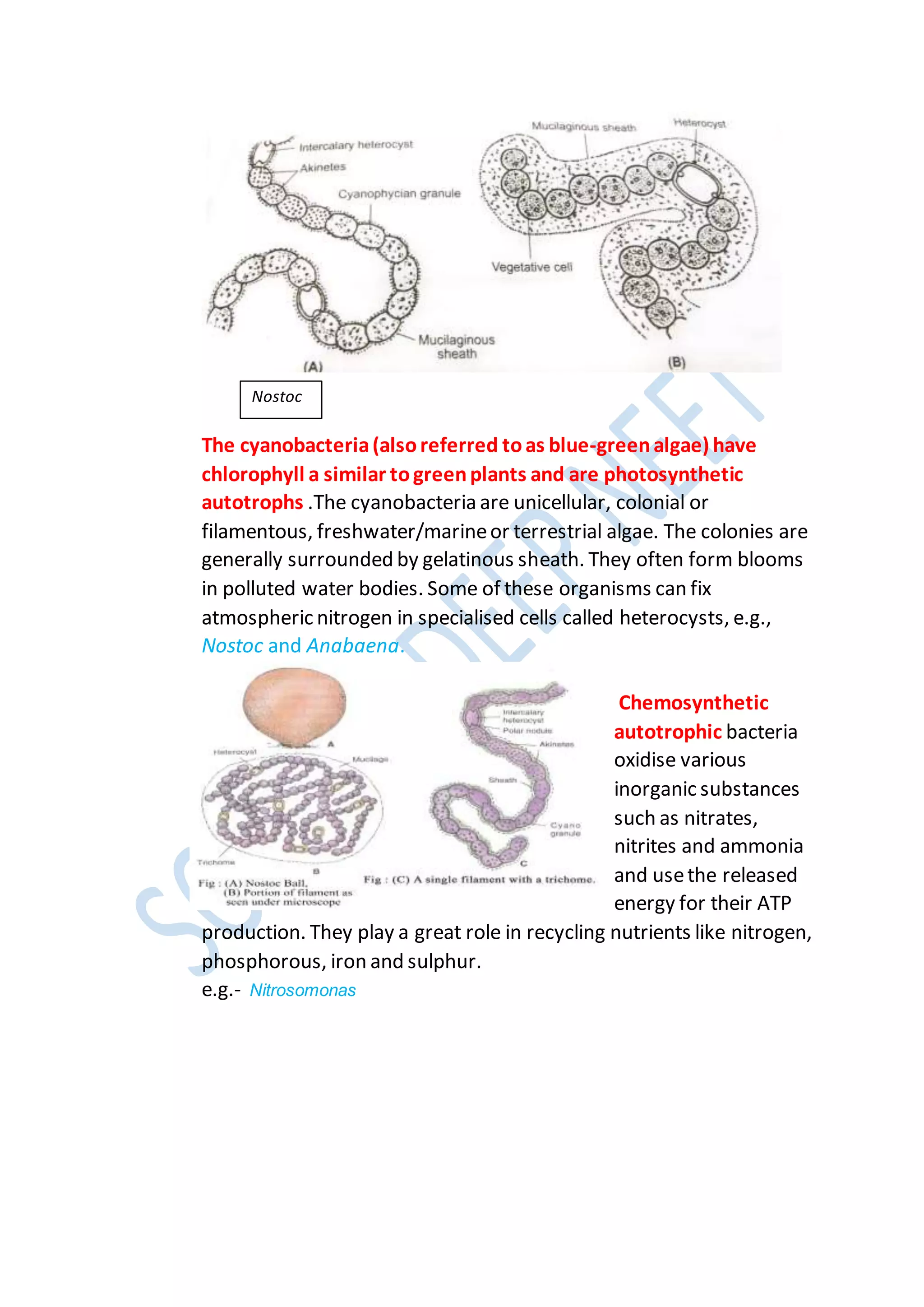 The cyanobacteria(alsoreferred toas blue-greenalgae) have
chlorophyll a similar togreenplants and are photosynthetic
autotrophs .The cyanobacteria are unicellular, colonial or
filamentous, freshwater/marineor terrestrial algae. The colonies are
generally surrounded by gelatinous sheath. They often form blooms
in polluted water bodies. Some of these organisms can fix
atmospheric nitrogen in specialised cells called heterocysts, e.g.,
Nostoc and Anabaena.
Chemosynthetic
autotrophic bacteria
oxidise various
inorganic substances
such as nitrates,
nitrites and ammonia
and usethe released
energy for their ATP
production. They play a great role in recycling nutrients like nitrogen,
phosphorous, iron and sulphur.
e.g.- Nitrosomonas
Nostoc
 
