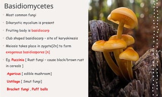 Biological classification - Class 11th notes | PPTX