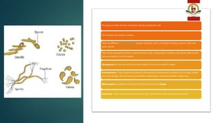 Click to add text
This group includes all kinds of bacteria, having a prokaryotic cell
The cell does not contain a nucleus
There are different shapes of bacteria present; spherical- cocci, rod-shaped- bacillus, comma- vibrio and
spiral- spirilla
They mainly reproduce by fission, spore formation under unfavourable conditions and also by DNA transfer
from one bacterium cell to another
Mycoplasma lack the cell wall and are the smallest cell to survive without oxygen
Archaebacteria- These bacteria are present in the harshest environmental conditions such as salty, marshy
and in hot springs. They are known as halophiles, methanogens, thermoacidophiles, respectively
Methanogens are present in the gut of ruminants and produce biogas
Eubacteria- These are true bacteria and have a rigid cell wall and motile organisms have flagell
 