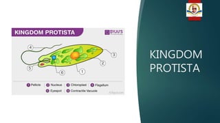 KINGDOM
PROTISTA
 