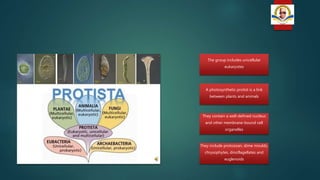 The group includes unicellular
eukaryotes
A photosynthetic protist is a link
between plants and animals
They contain a well-defined nucleus
and other membrane-bound cell
organelles
They include protozoan, slime moulds,
chrysophytes, dinoflagellates and
euglenoids
 