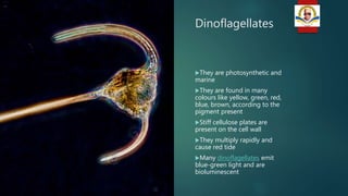 Dinoflagellates
They are photosynthetic and
marine
They are found in many
colours like yellow, green, red,
blue, brown, according to the
pigment present
Stiff cellulose plates are
present on the cell wall
They multiply rapidly and
cause red tide
Many dinoflagellates emit
blue-green light and are
bioluminescent
 