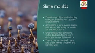 Slime moulds
 They are saprophytic protists feeding
on organic materials from decaying
twigs and leaves
 Aggregation of slime moulds is called
plasmodium, which they form under
favourable conditions
 Under unfavourable conditions,
fruiting bodies containing spores
develop at the tip of plasmodium
 These spores can survive for very
long under adverse conditions and
have true walls
 