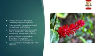  Mostly autotrophic, chlorophyll-
containing, eukaryotic organisms
 Characterised by the presence of rigid
cell wall made up of cellulose
 Some plants are partially heterotrophic
such as Insectivorous (Venus flytrap,
Bladderwort) and parasites (Cuscuta)
 Kingdom Plantae includes Algae,
Bryophytes, Pteridophytes,
Gymnosperms and Angiosperms
 Click here to know more about the Plant
Kingdom
 