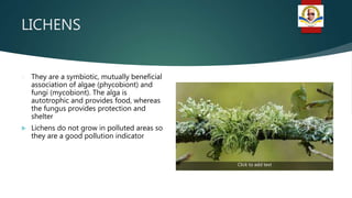 LICHENS
 They are a symbiotic, mutually beneficial
association of algae (phycobiont) and
fungi (mycobiont). The alga is
autotrophic and provides food, whereas
the fungus provides protection and
shelter
 Lichens do not grow in polluted areas so
they are a good pollution indicator
Click to add text
 