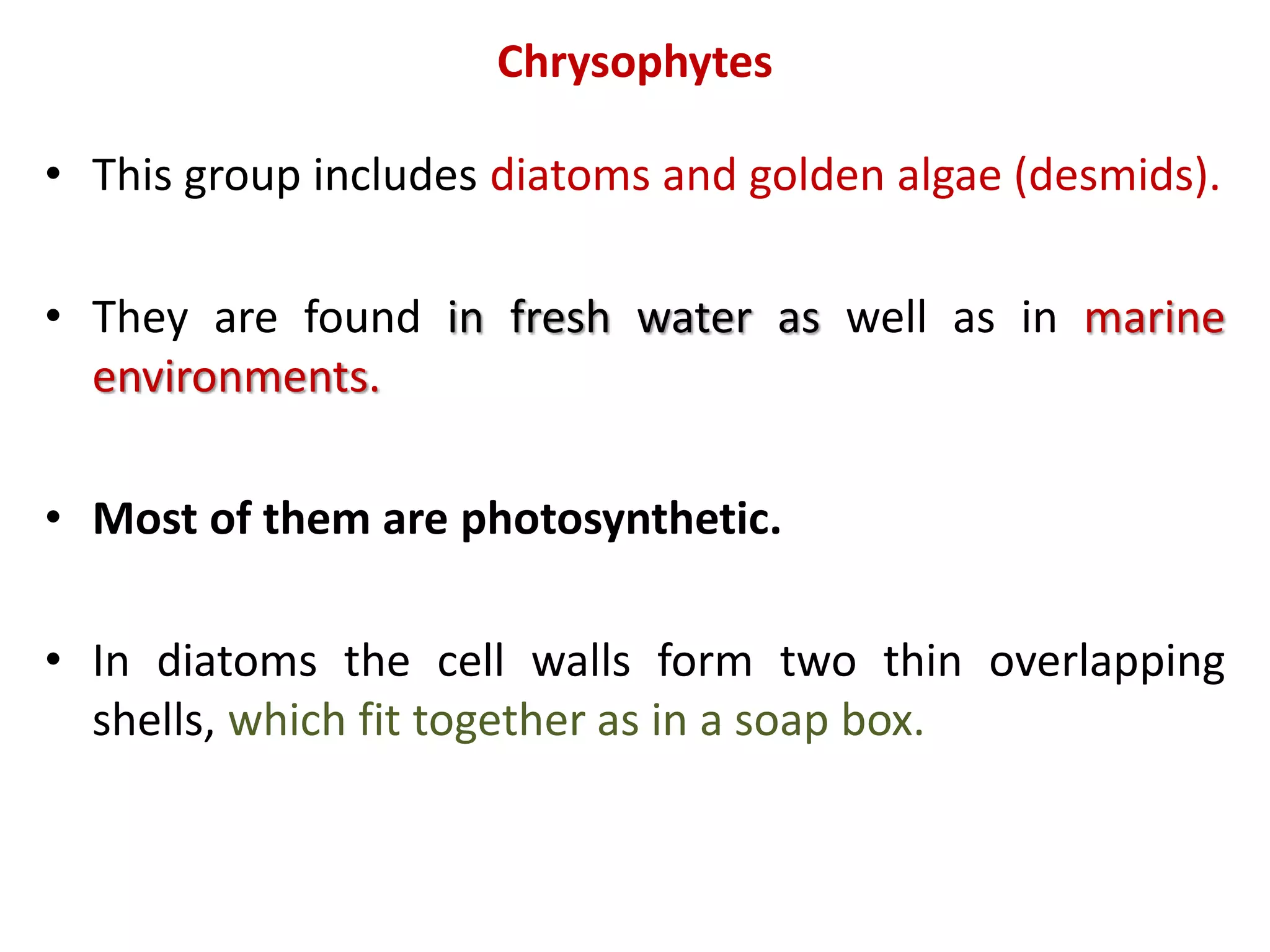 Is algae monera or protista (97) foto