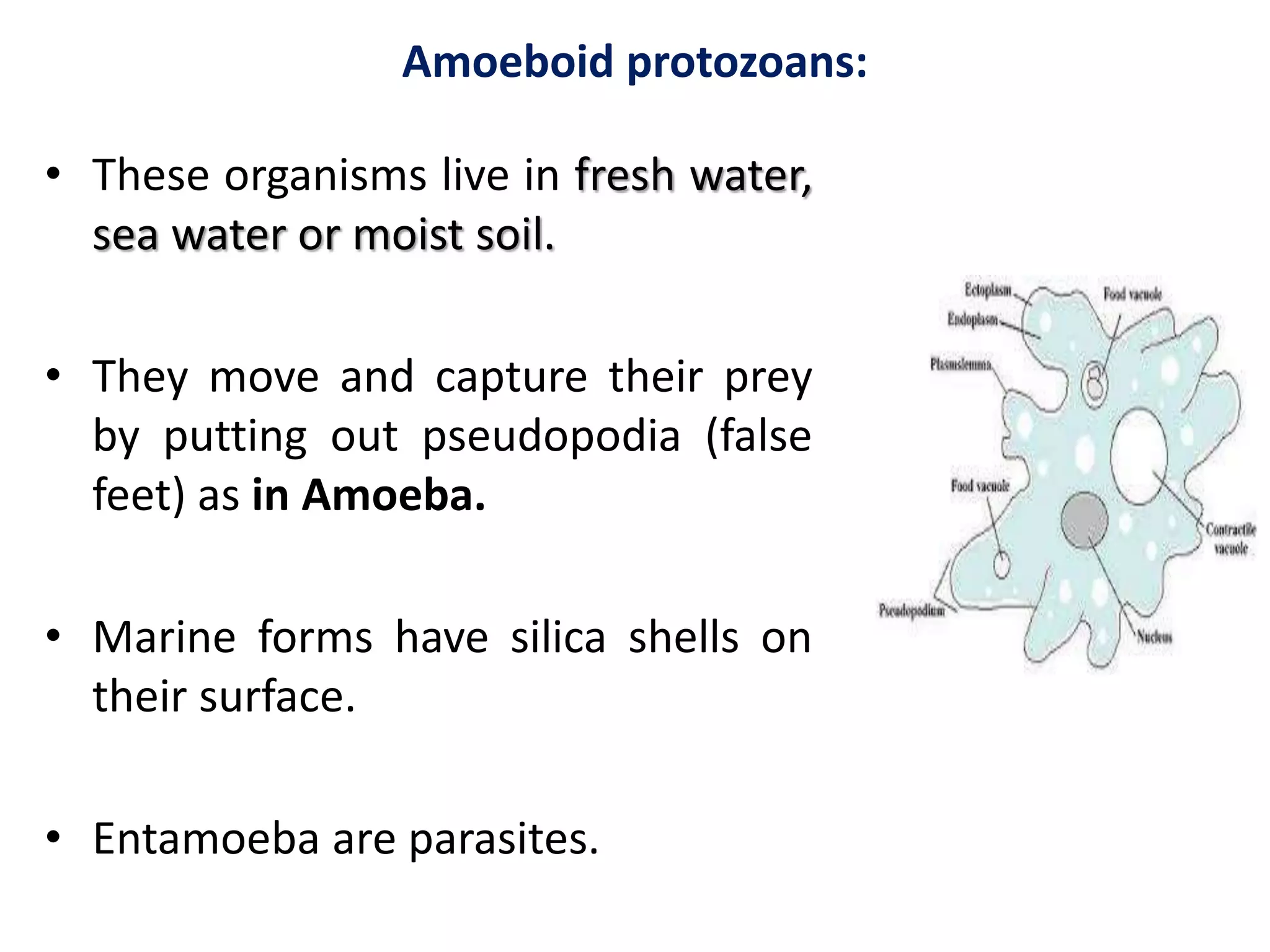 Biological classification and Monera and Protista kingdom | PPTX