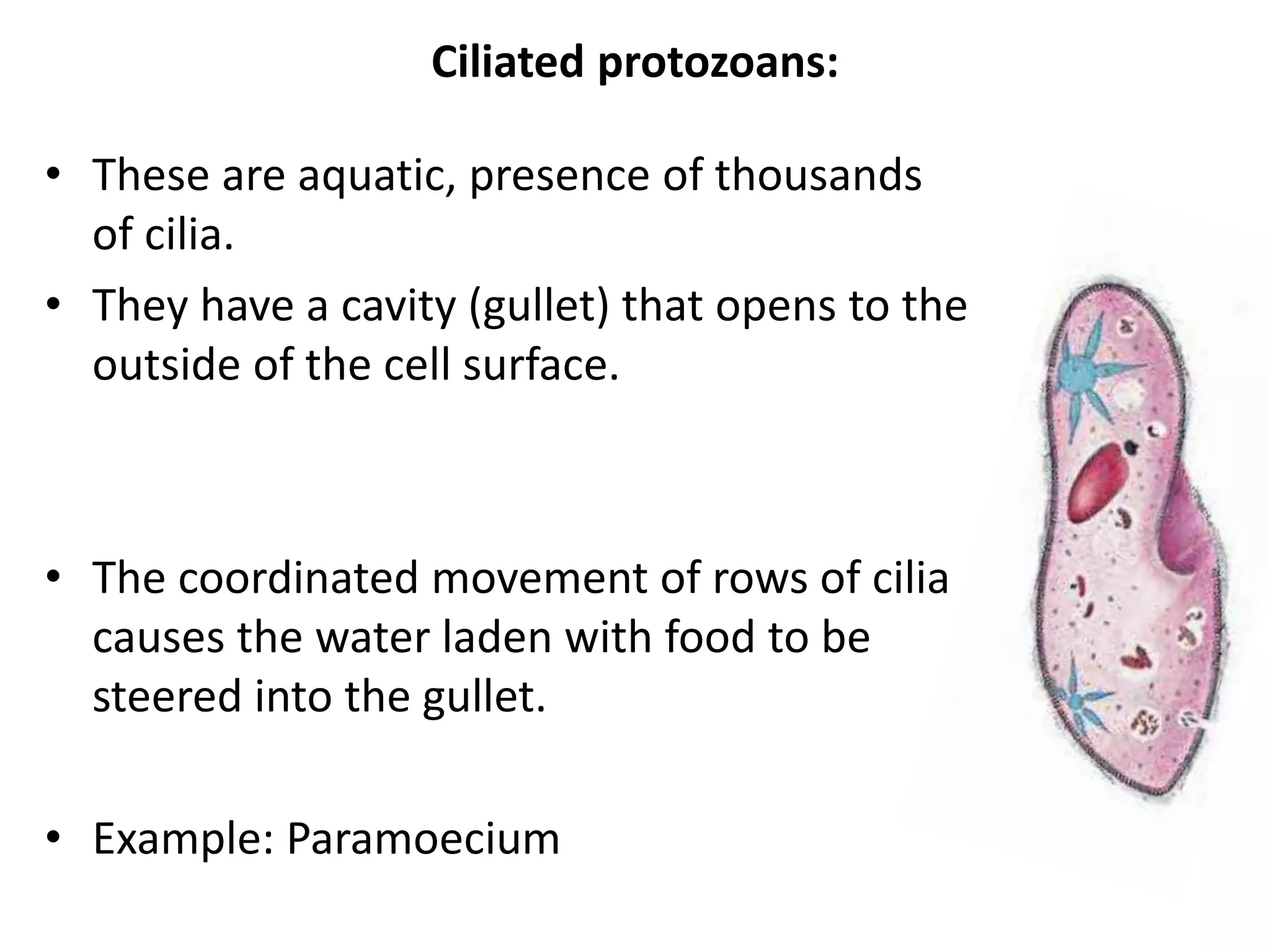 Biological classification and Monera and Protista kingdom | PPTX