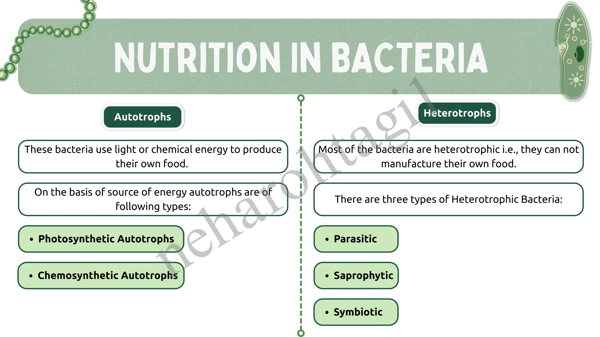 Nutrition In BACTERIA
These bacteria use light or chemical energy to produce
their own food.
Autotrophs Heterotrophs
On the basis of source of energy autotrophs are of
following types:
Photosynthetic Autotrophs
Chemosynthetic Autotrophs
Most of the bacteria are heterotrophic i.e., they can not
manufacture their own food.
There are three types of Heterotrophic Bacteria:
Parasitic
Saprophytic
Symbiotic
neharohtagi1
 