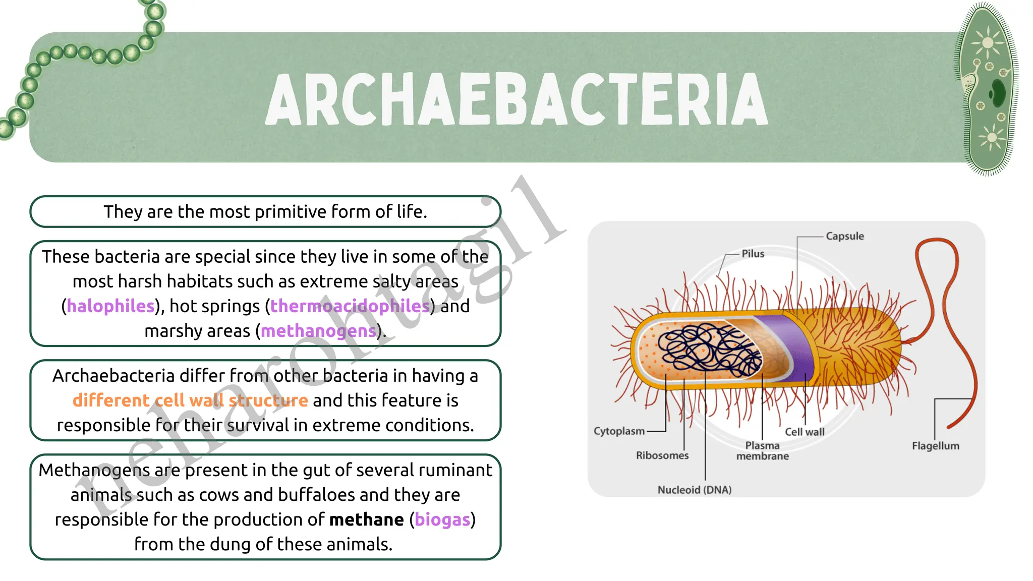 Archaebacteria
They are the most primitive form of life.
These bacteria are special since they live in some of the
most harsh habitats such as extreme salty areas
(halophiles), hot springs (thermoacidophiles) and
marshy areas (methanogens).
Archaebacteria differ from other bacteria in having a
different cell wall structure and this feature is
responsible for their survival in extreme conditions.
Methanogens are present in the gut of several ruminant
animals such as cows and buffaloes and they are
responsible for the production of methane (biogas)
from the dung of these animals.
neharohtagi1
 