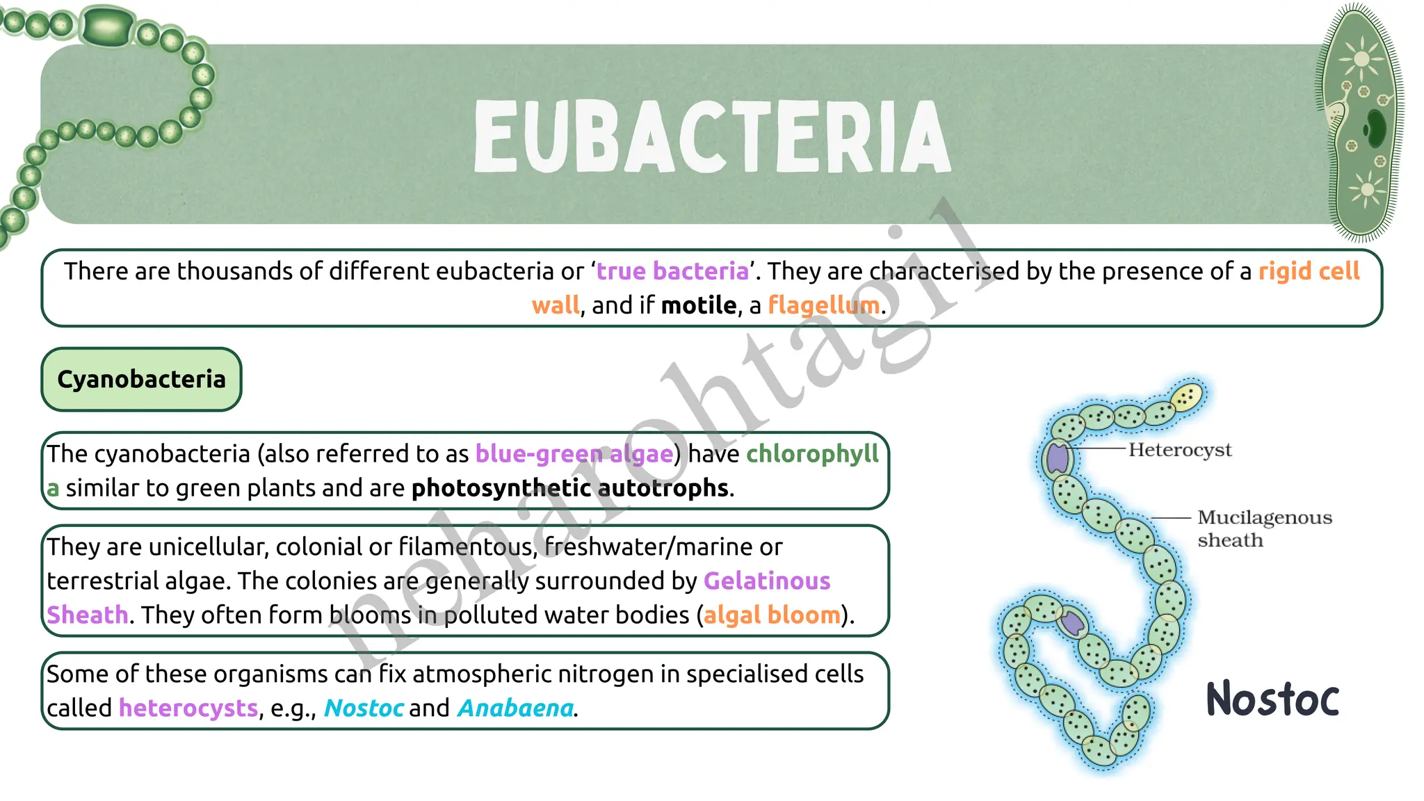 eubacteria
There are thousands of different eubacteria or ‘true bacteria’. They are characterised by the presence of a rigid cell
wall, and if motile, a flagellum.
The cyanobacteria (also referred to as blue-green algae) have chlorophyll
a similar to green plants and are photosynthetic autotrophs.
Cyanobacteria
They are unicellular, colonial or filamentous, freshwater/marine or
terrestrial algae. The colonies are generally surrounded by Gelatinous
Sheath. They often form blooms in polluted water bodies (algal bloom).
Some of these organisms can fix atmospheric nitrogen in specialised cells
called heterocysts, e.g., Nostoc and Anabaena. Nostoc
neharohtagi1
 