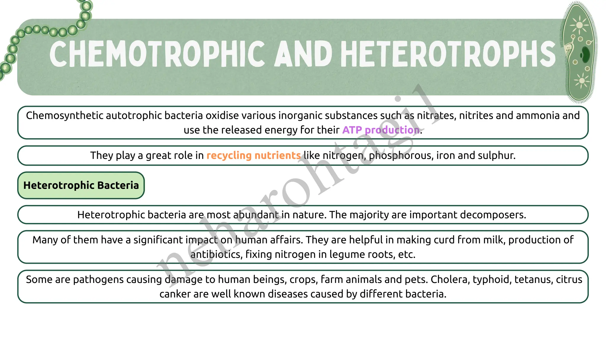 ChemoTrophic and HETEROTRophs
Chemosynthetic autotrophic bacteria oxidise various inorganic substances such as nitrates, nitrites and ammonia and
use the released energy for their ATP production.
They play a great role in recycling nutrients like nitrogen, phosphorous, iron and sulphur.
Heterotrophic Bacteria
Heterotrophic bacteria are most abundant in nature. The majority are important decomposers.
Many of them have a significant impact on human affairs. They are helpful in making curd from milk, production of
antibiotics, fixing nitrogen in legume roots, etc.
Some are pathogens causing damage to human beings, crops, farm animals and pets. Cholera, typhoid, tetanus, citrus
canker are well known diseases caused by different bacteria.
neharohtagi1
 