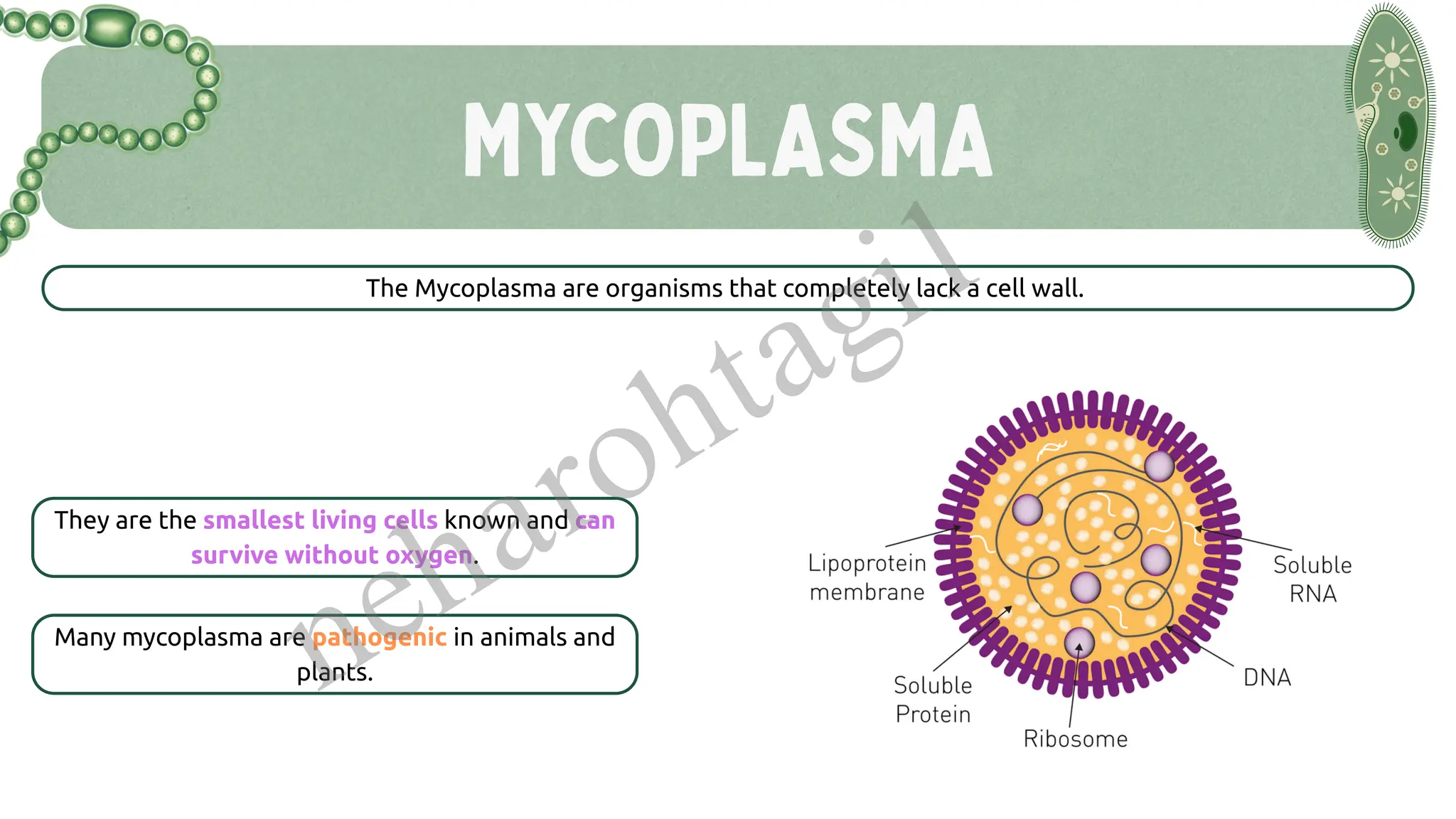 MYCOPLASMA
The Mycoplasma are organisms that completely lack a cell wall.
They are the smallest living cells known and can
survive without oxygen.
Many mycoplasma are pathogenic in animals and
plants.
neharohtagi1
 
