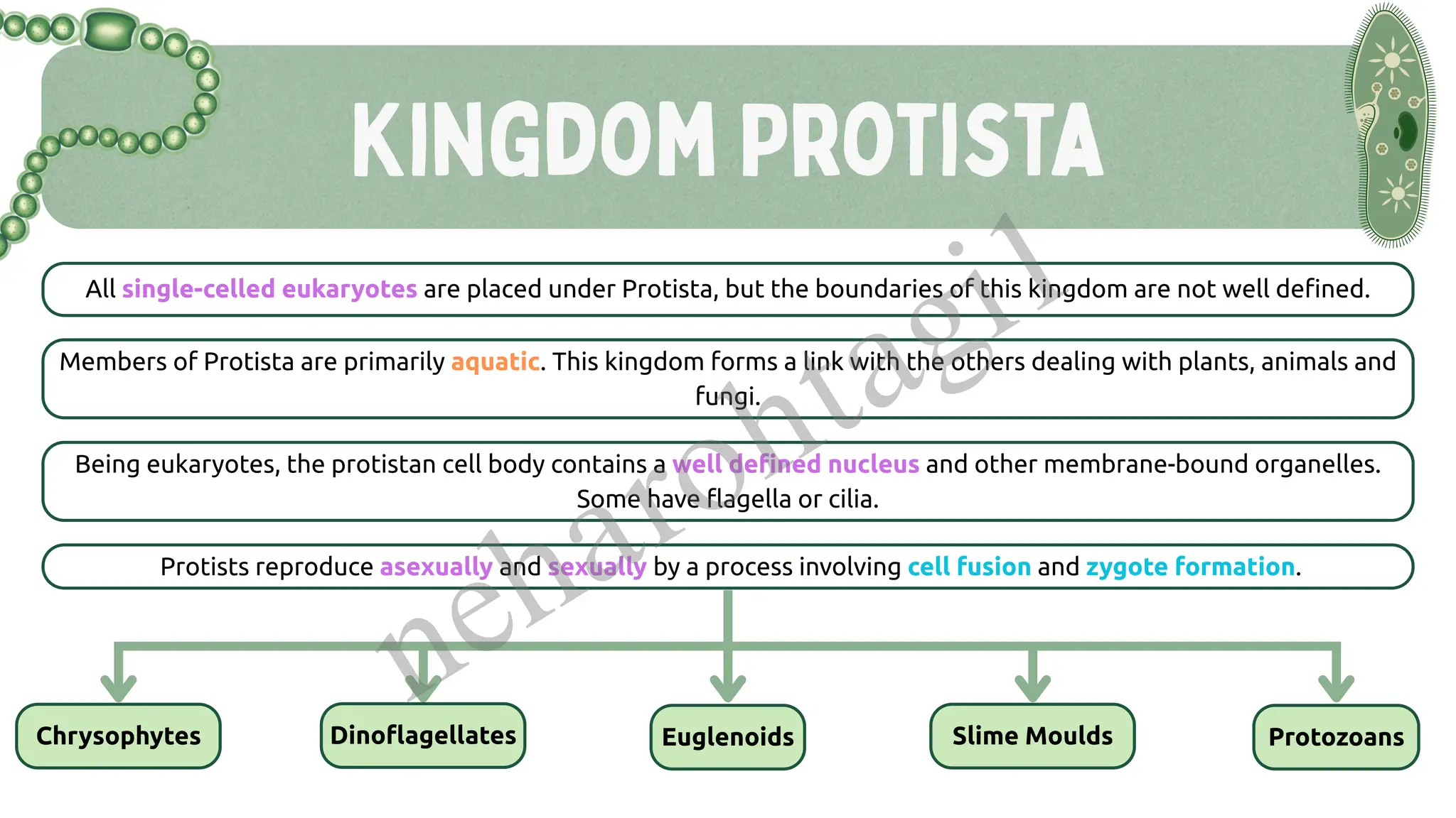 Kingdom Protista
All single-celled eukaryotes are placed under Protista, but the boundaries of this kingdom are not well defined.
Members of Protista are primarily aquatic. This kingdom forms a link with the others dealing with plants, animals and
fungi.
Being eukaryotes, the protistan cell body contains a well defined nucleus and other membrane-bound organelles.
Some have flagella or cilia.
Protists reproduce asexually and sexually by a process involving cell fusion and zygote formation.
Chrysophytes Dinoflagellates Euglenoids Slime Moulds Protozoans
neharohtagi1
 