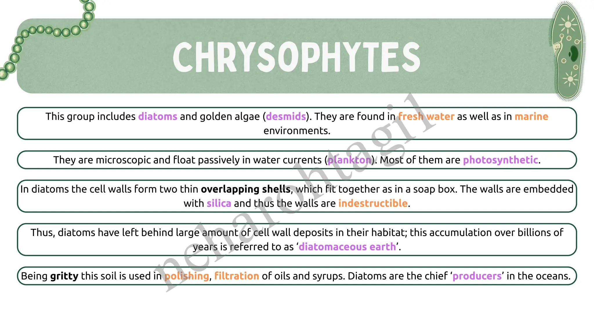ChrysoPHYTES
This group includes diatoms and golden algae (desmids). They are found in fresh water as well as in marine
environments.
They are microscopic and float passively in water currents (plankton). Most of them are photosynthetic.
In diatoms the cell walls form two thin overlapping shells, which fit together as in a soap box. The walls are embedded
with silica and thus the walls are indestructible.
Thus, diatoms have left behind large amount of cell wall deposits in their habitat; this accumulation over billions of
years is referred to as ‘diatomaceous earth’.
Being gritty this soil is used in polishing, filtration of oils and syrups. Diatoms are the chief ‘producers’ in the oceans.
neharohtagi1
 