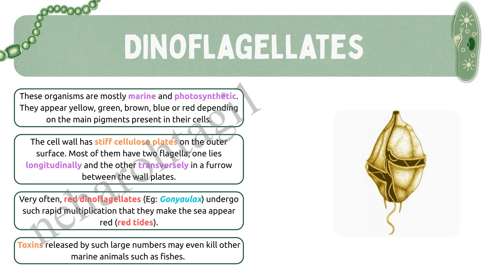 Dinoflagellates
These organisms are mostly marine and photosynthetic.
They appear yellow, green, brown, blue or red depending
on the main pigments present in their cells.
The cell wall has stiff cellulose plates on the outer
surface. Most of them have two flagella; one lies
longitudinally and the other transversely in a furrow
between the wall plates.
Very often, red dinoflagellates (Eg: Gonyaulax) undergo
such rapid multiplication that they make the sea appear
red (red tides).
Toxins released by such large numbers may even kill other
marine animals such as fishes.
neharohtagi1
 