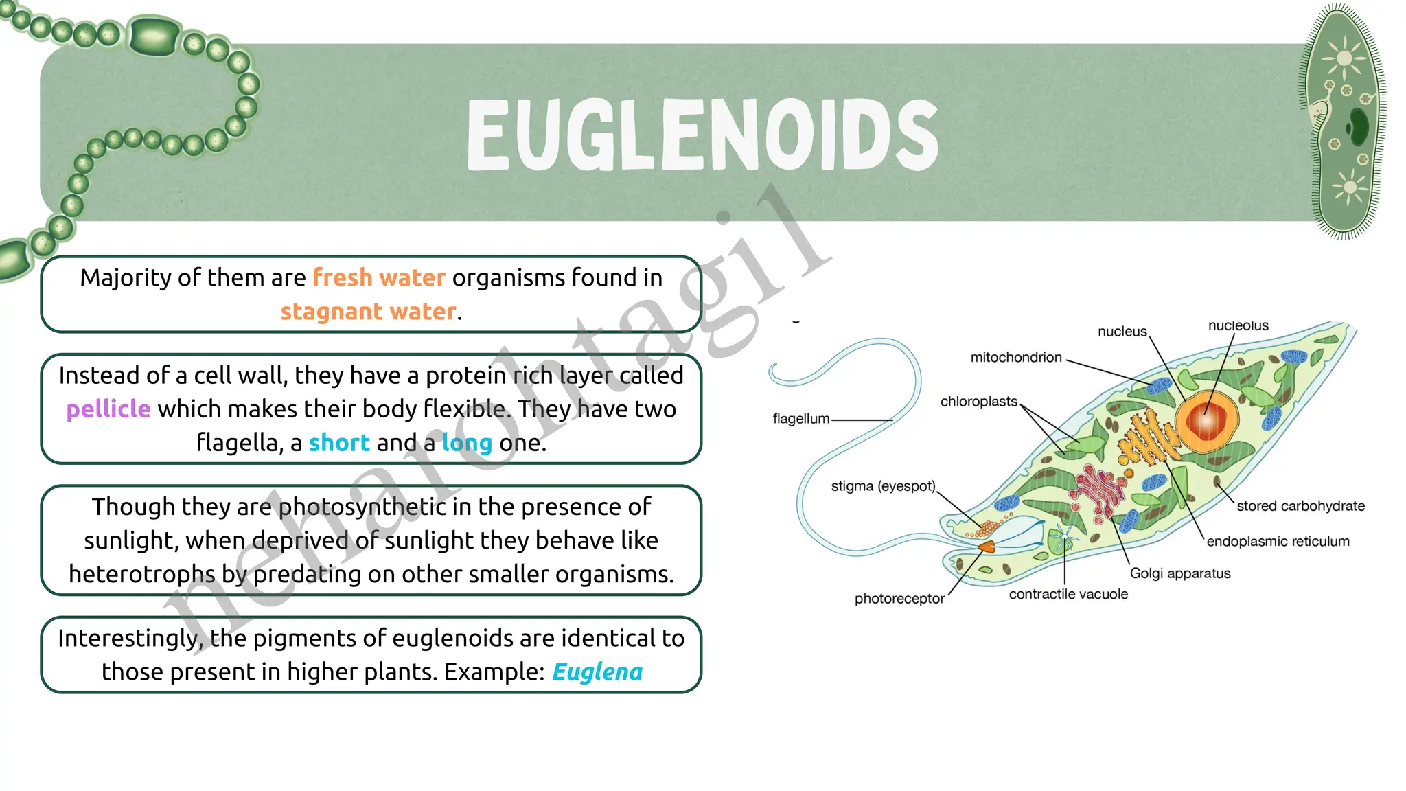 Euglenoids
Majority of them are fresh water organisms found in
stagnant water.
Instead of a cell wall, they have a protein rich layer called
pellicle which makes their body flexible. They have two
flagella, a short and a long one.
Though they are photosynthetic in the presence of
sunlight, when deprived of sunlight they behave like
heterotrophs by predating on other smaller organisms.
Interestingly, the pigments of euglenoids are identical to
those present in higher plants. Example: Euglena
neharohtagi1
 