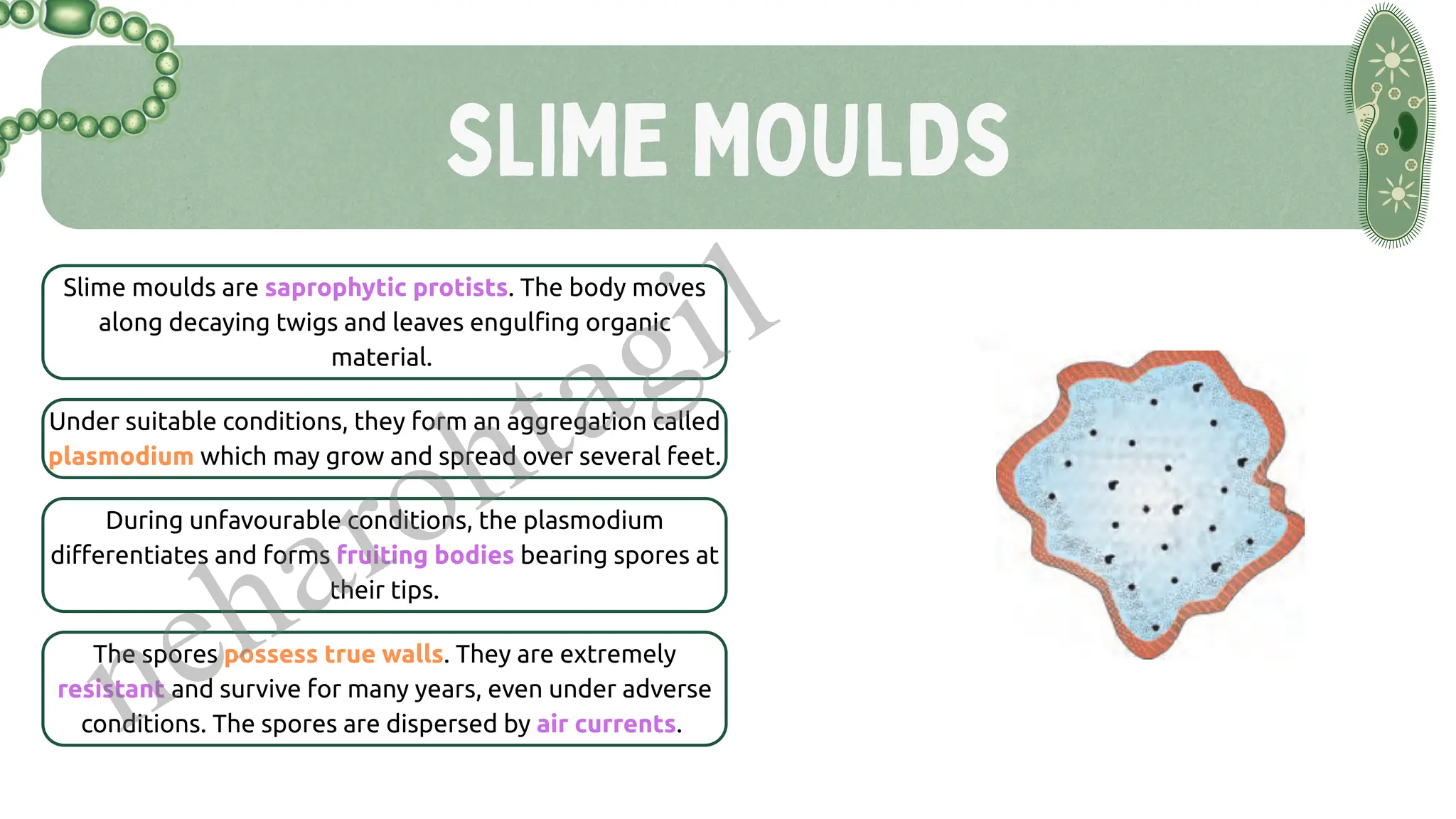 SLIME MOULDS
Slime moulds are saprophytic protists. The body moves
along decaying twigs and leaves engulfing organic
material.
Under suitable conditions, they form an aggregation called
plasmodium which may grow and spread over several feet.
The spores possess true walls. They are extremely
resistant and survive for many years, even under adverse
conditions. The spores are dispersed by air currents.
During unfavourable conditions, the plasmodium
differentiates and forms fruiting bodies bearing spores at
their tips.
neharohtagi1
 