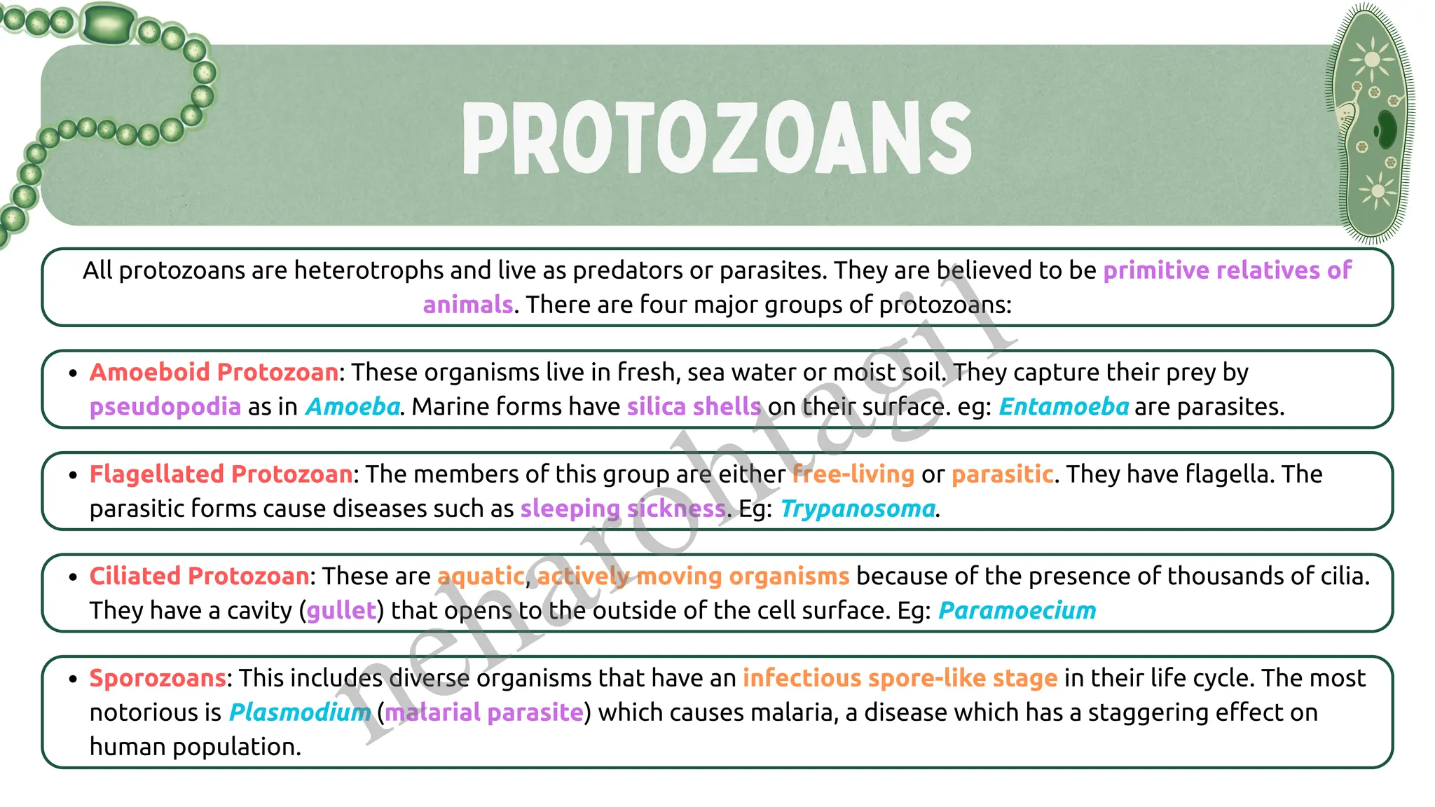 Protozoans
All protozoans are heterotrophs and live as predators or parasites. They are believed to be primitive relatives of
animals. There are four major groups of protozoans:
Amoeboid Protozoan: These organisms live in fresh, sea water or moist soil. They capture their prey by
pseudopodia as in Amoeba. Marine forms have silica shells on their surface. eg: Entamoeba are parasites.
Flagellated Protozoan: The members of this group are either free-living or parasitic. They have flagella. The
parasitic forms cause diseases such as sleeping sickness. Eg: Trypanosoma.
Ciliated Protozoan: These are aquatic, actively moving organisms because of the presence of thousands of cilia.
They have a cavity (gullet) that opens to the outside of the cell surface. Eg: Paramoecium
Sporozoans: This includes diverse organisms that have an infectious spore-like stage in their life cycle. The most
notorious is Plasmodium (malarial parasite) which causes malaria, a disease which has a staggering effect on
human population. neharohtagi1
 