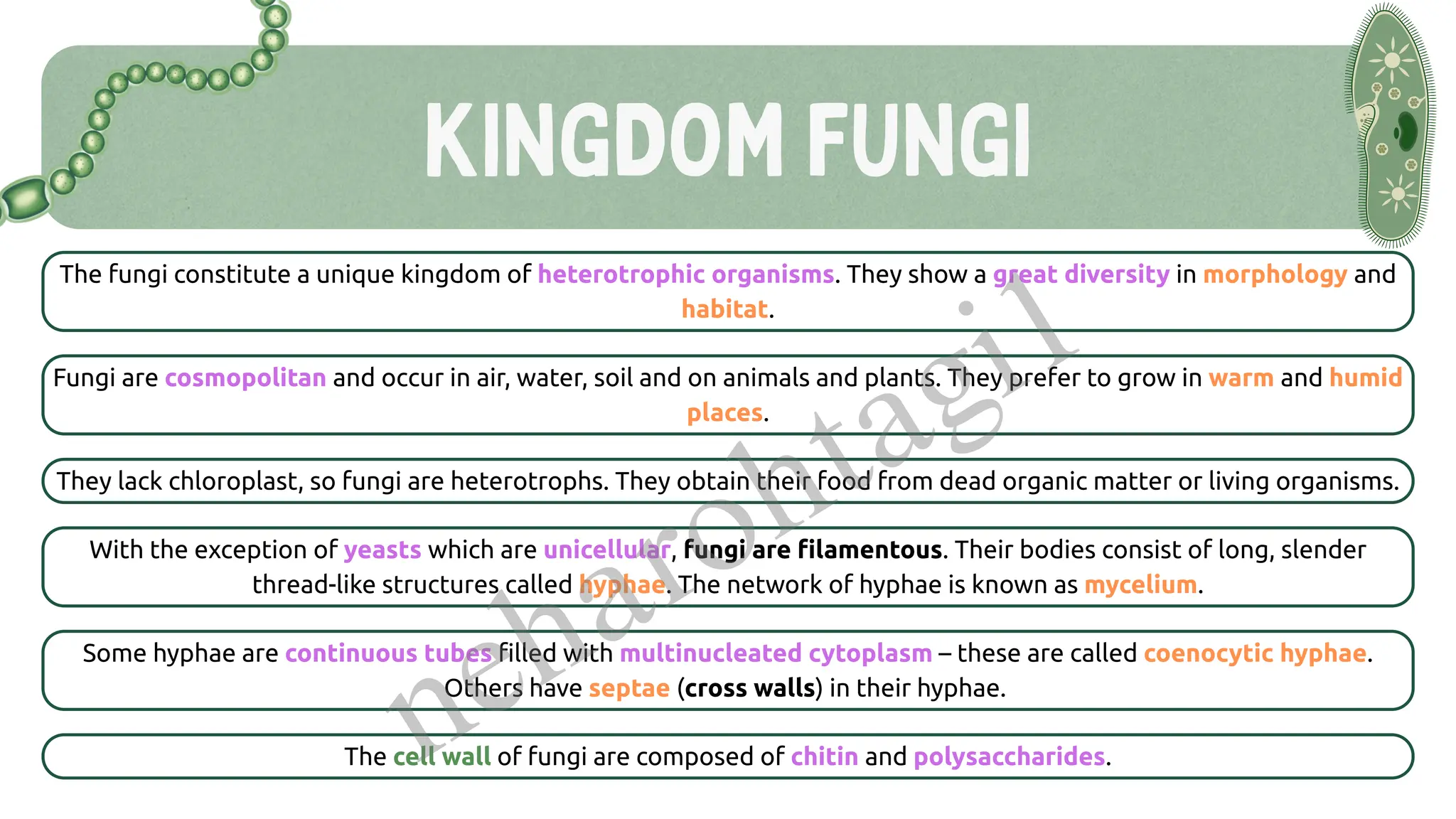 KINGDOM FUNGI
The fungi constitute a unique kingdom of heterotrophic organisms. They show a great diversity in morphology and
habitat.
Fungi are cosmopolitan and occur in air, water, soil and on animals and plants. They prefer to grow in warm and humid
places.
They lack chloroplast, so fungi are heterotrophs. They obtain their food from dead organic matter or living organisms.
With the exception of yeasts which are unicellular, fungi are filamentous. Their bodies consist of long, slender
thread-like structures called hyphae. The network of hyphae is known as mycelium.
Some hyphae are continuous tubes filled with multinucleated cytoplasm – these are called coenocytic hyphae.
Others have septae (cross walls) in their hyphae.
The cell wall of fungi are composed of chitin and polysaccharides.
neharohtagi1
 