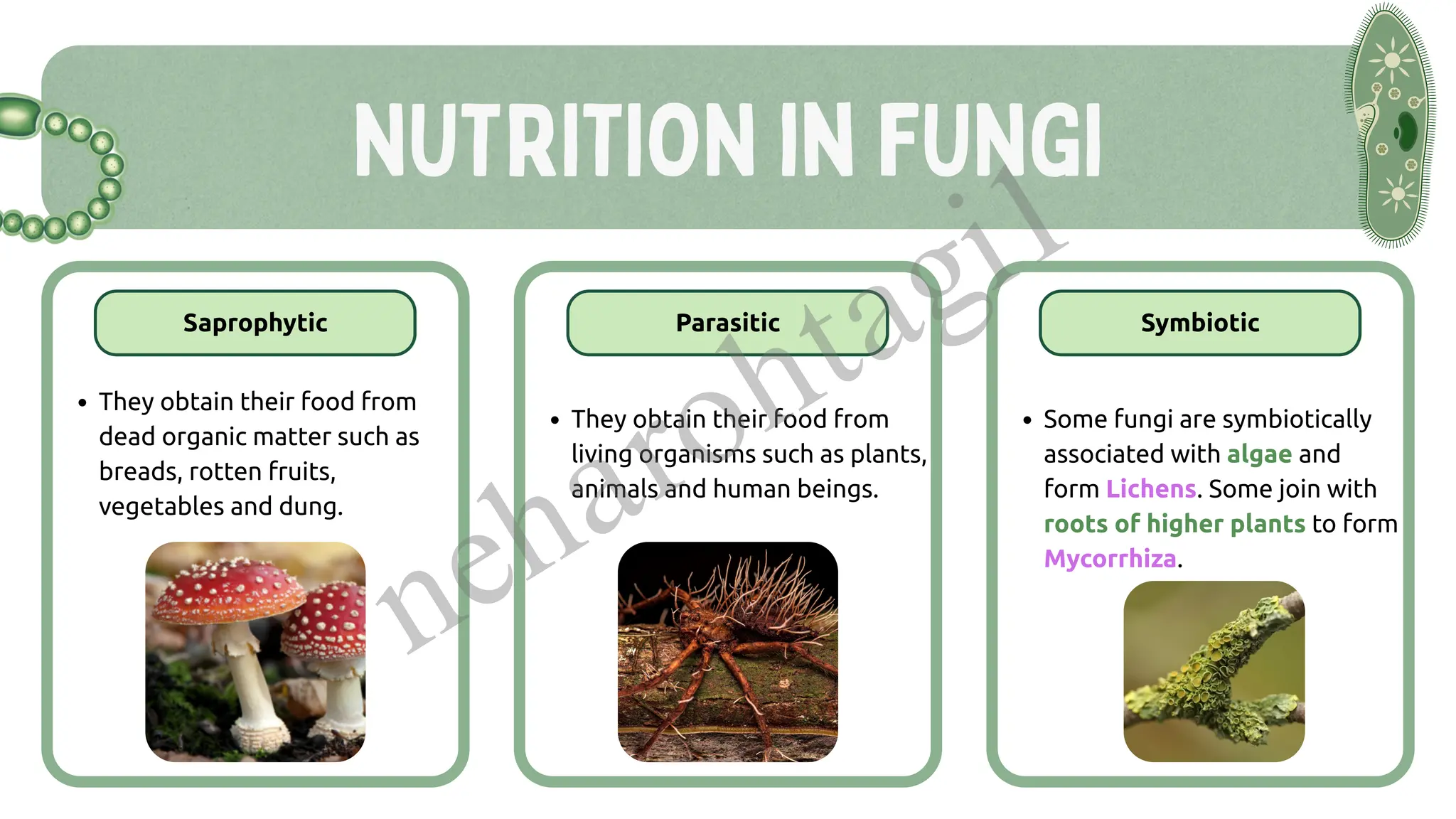 NUTRITION in FUNGI
They obtain their food from
dead organic matter such as
breads, rotten fruits,
vegetables and dung.
They obtain their food from
living organisms such as plants,
animals and human beings.
Some fungi are symbiotically
associated with algae and
form Lichens. Some join with
roots of higher plants to form
Mycorrhiza.
Saprophytic Parasitic Symbiotic
neharohtagi1
 