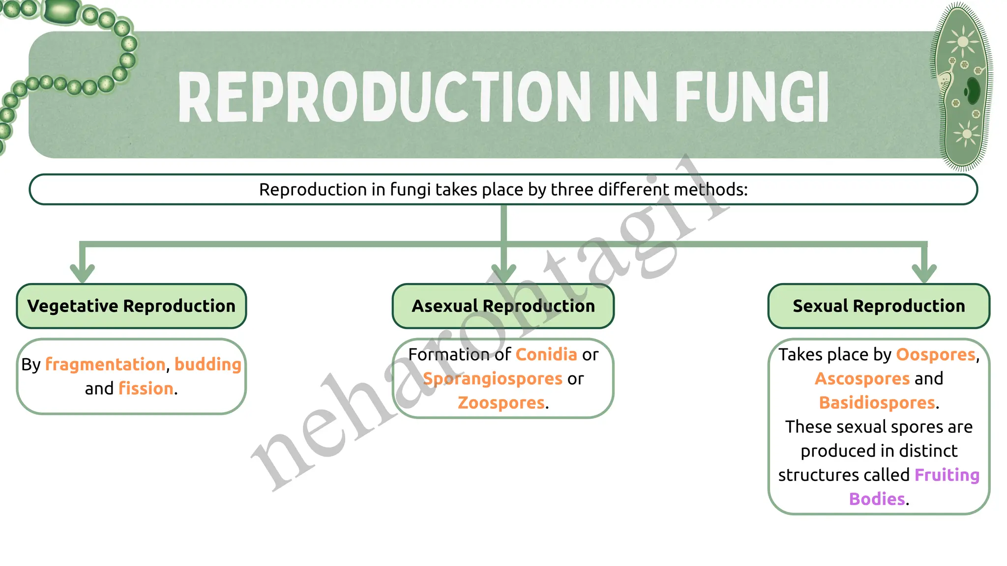 REPRODUCTION IN FUNGI
Reproduction in fungi takes place by three different methods:
Vegetative Reproduction Asexual Reproduction Sexual Reproduction
By fragmentation, budding
and fission.
Formation of Conidia or
Sporangiospores or
Zoospores.
Takes place by Oospores,
Ascospores and
Basidiospores.
These sexual spores are
produced in distinct
structures called Fruiting
Bodies.
neharohtagi1
 