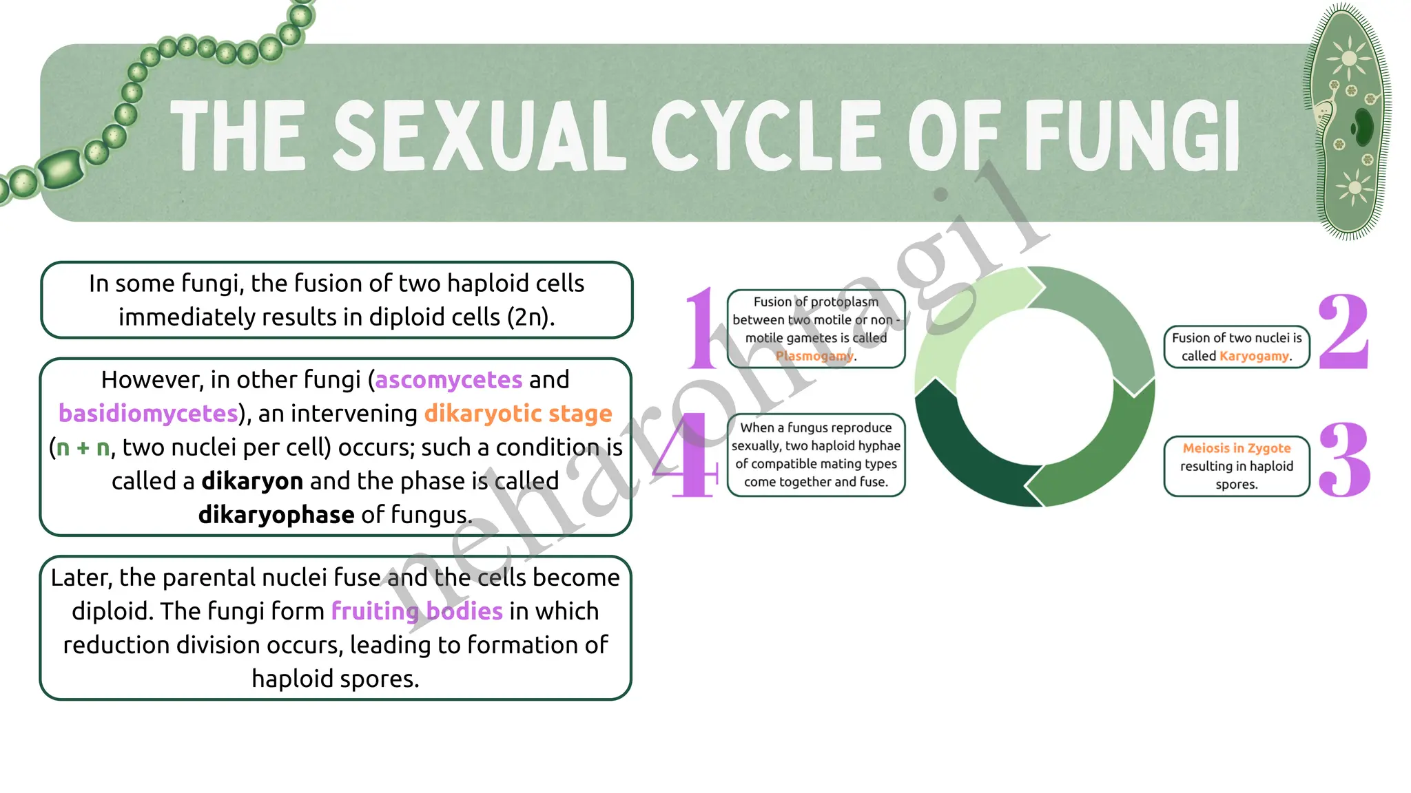THE SEXUAL CYCLE OF FUNGI
In some fungi, the fusion of two haploid cells
immediately results in diploid cells (2n).
However, in other fungi (ascomycetes and
basidiomycetes), an intervening dikaryotic stage
(n + n, two nuclei per cell) occurs; such a condition is
called a dikaryon and the phase is called
dikaryophase of fungus.
Later, the parental nuclei fuse and the cells become
diploid. The fungi form fruiting bodies in which
reduction division occurs, leading to formation of
haploid spores.
neharohtagi1
 