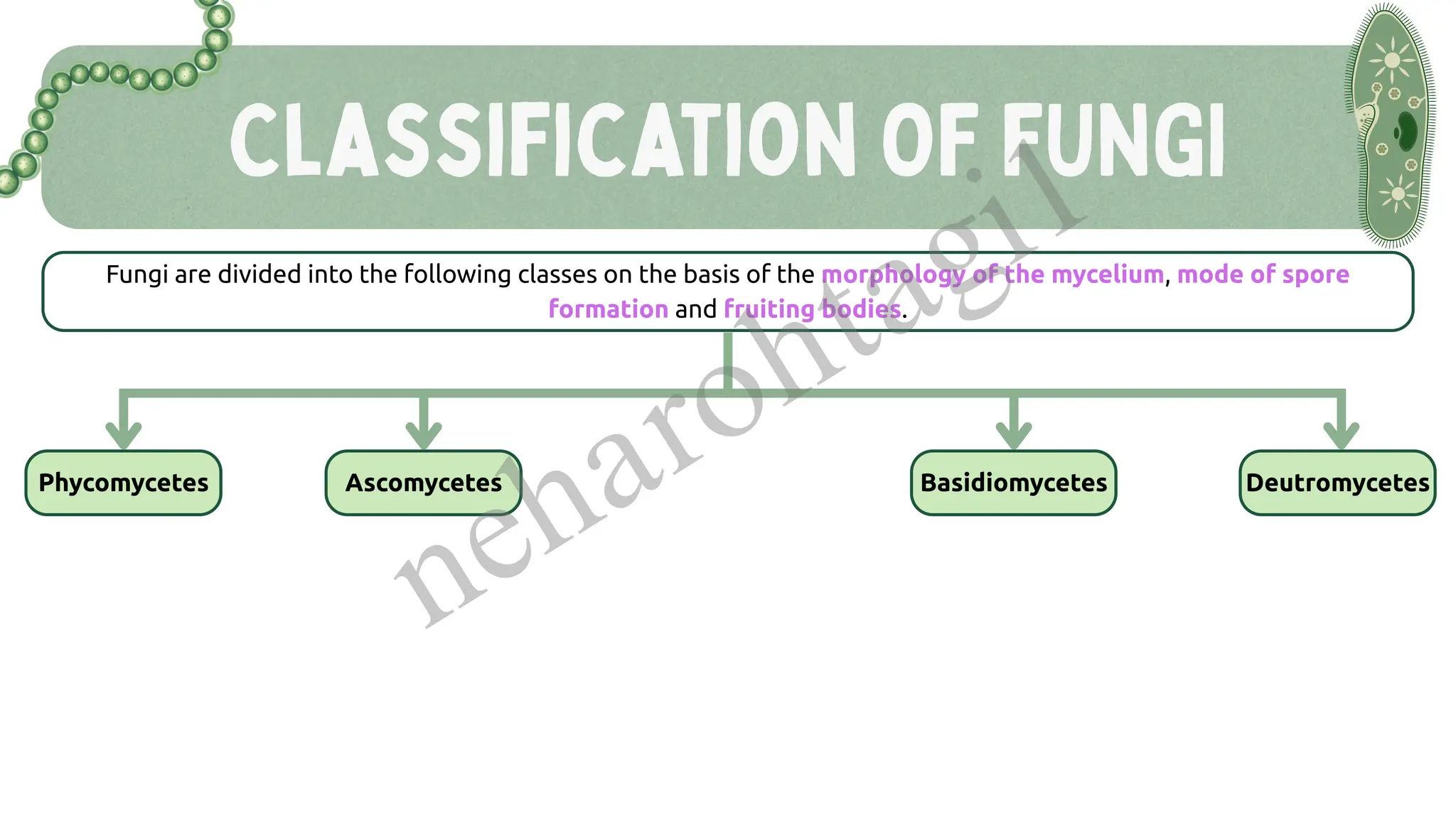 Classification OF FUNGI
Fungi are divided into the following classes on the basis of the morphology of the mycelium, mode of spore
formation and fruiting bodies.
Phycomycetes Ascomycetes Basidiomycetes Deutromycetes
neharohtagi1
 