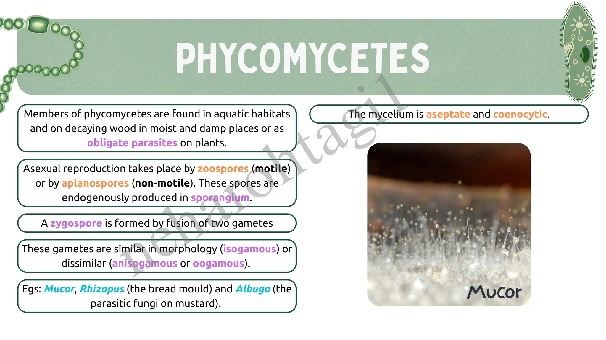 PHYCOMYCETES
Members of phycomycetes are found in aquatic habitats
and on decaying wood in moist and damp places or as
obligate parasites on plants.
The mycelium is aseptate and coenocytic.
Asexual reproduction takes place by zoospores (motile)
or by aplanospores (non-motile). These spores are
endogenously produced in sporangium.
A zygospore is formed by fusion of two gametes
These gametes are similar in morphology (isogamous) or
dissimilar (anisogamous or oogamous).
Egs: Mucor, Rhizopus (the bread mould) and Albugo (the
parasitic fungi on mustard).
Mucor
neharohtagi1
 