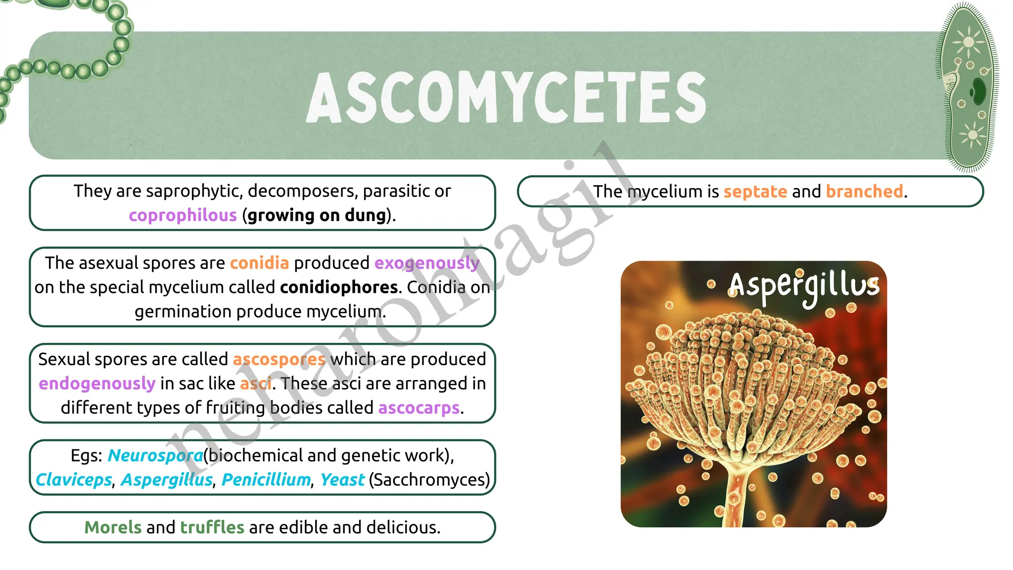 Ascomycetes
They are saprophytic, decomposers, parasitic or
coprophilous (growing on dung).
The mycelium is septate and branched.
The asexual spores are conidia produced exogenously
on the special mycelium called conidiophores. Conidia on
germination produce mycelium.
Sexual spores are called ascospores which are produced
endogenously in sac like asci. These asci are arranged in
different types of fruiting bodies called ascocarps.
Egs: Neurospora(biochemical and genetic work),
Claviceps, Aspergillus, Penicillium, Yeast (Sacchromyces)
Morels and truffles are edible and delicious.
Aspergillus
neharohtagi1
 