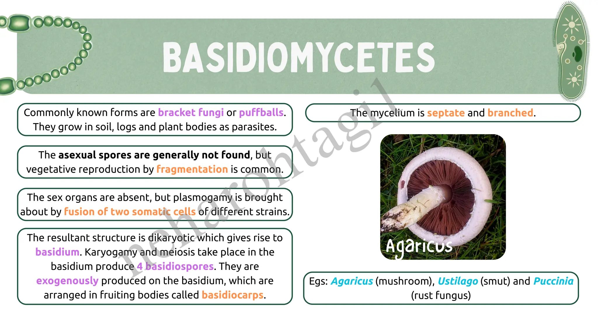 BASIDIOMYCETES
Commonly known forms are bracket fungi or puffballs.
They grow in soil, logs and plant bodies as parasites.
The mycelium is septate and branched.
The asexual spores are generally not found, but
vegetative reproduction by fragmentation is common.
The sex organs are absent, but plasmogamy is brought
about by fusion of two somatic cells of different strains.
Egs: Agaricus (mushroom), Ustilago (smut) and Puccinia
(rust fungus)
The resultant structure is dikaryotic which gives rise to
basidium. Karyogamy and meiosis take place in the
basidium produce 4 basidiospores. They are
exogenously produced on the basidium, which are
arranged in fruiting bodies called basidiocarps.
Agaricus
neharohtagi1
 
