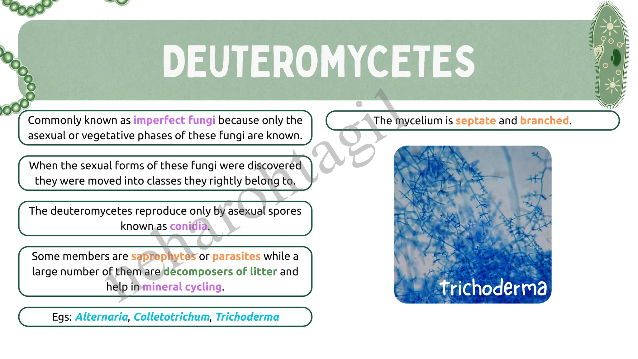 DEUTEROMYCETES
Commonly known as imperfect fungi because only the
asexual or vegetative phases of these fungi are known.
The mycelium is septate and branched.
When the sexual forms of these fungi were discovered
they were moved into classes they rightly belong to.
The deuteromycetes reproduce only by asexual spores
known as conidia.
Egs: Alternaria, Colletotrichum, Trichoderma
Some members are saprophytes or parasites while a
large number of them are decomposers of litter and
help in mineral cycling. Trichoderma
neharohtagi1
 