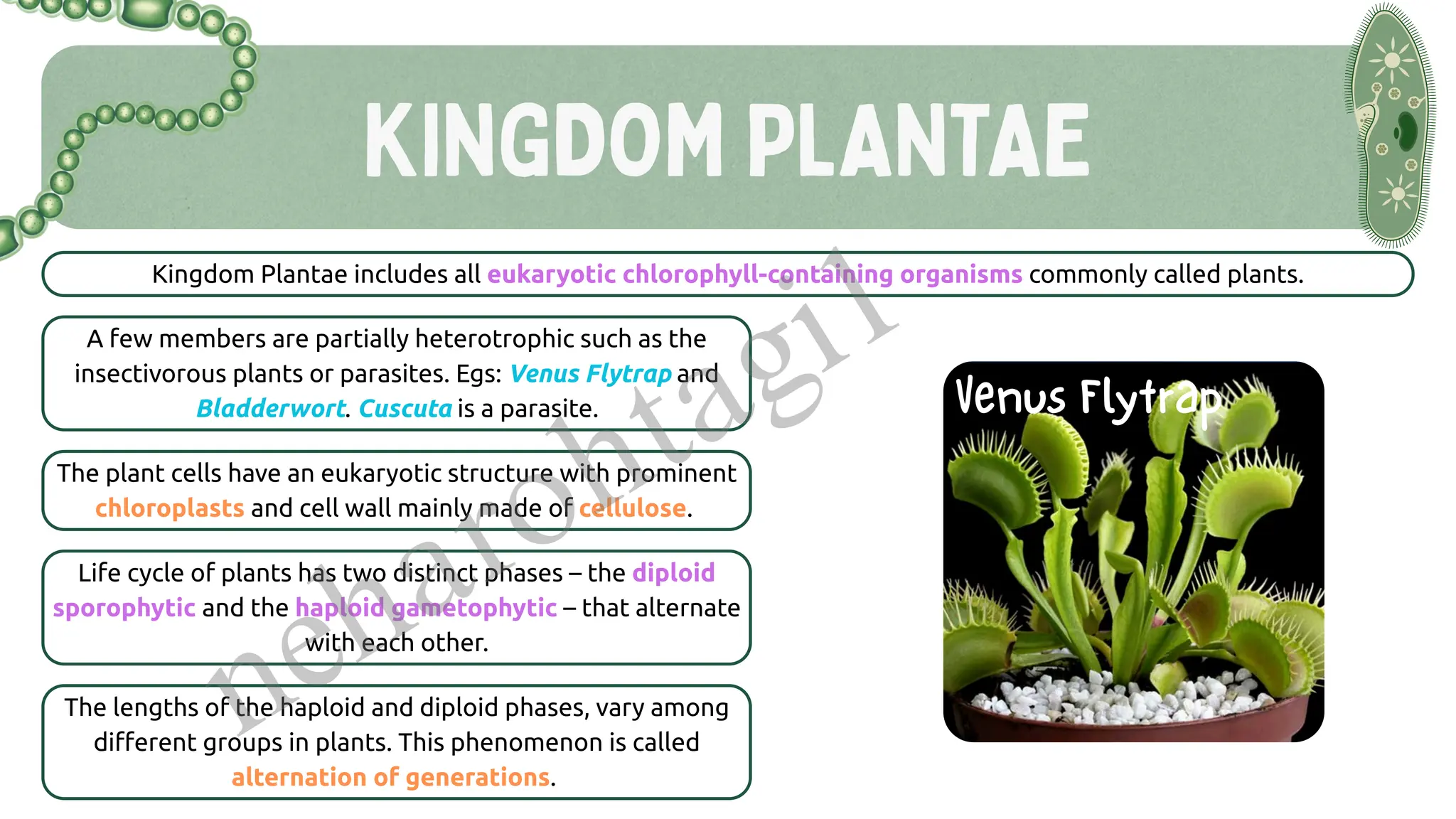 KINGDOM PLANTAE
Kingdom Plantae includes all eukaryotic chlorophyll-containing organisms commonly called plants.
A few members are partially heterotrophic such as the
insectivorous plants or parasites. Egs: Venus Flytrap and
Bladderwort. Cuscuta is a parasite.
The plant cells have an eukaryotic structure with prominent
chloroplasts and cell wall mainly made of cellulose.
Life cycle of plants has two distinct phases – the diploid
sporophytic and the haploid gametophytic – that alternate
with each other.
The lengths of the haploid and diploid phases, vary among
different groups in plants. This phenomenon is called
alternation of generations.
Venus Flytrap
neharohtagi1
 