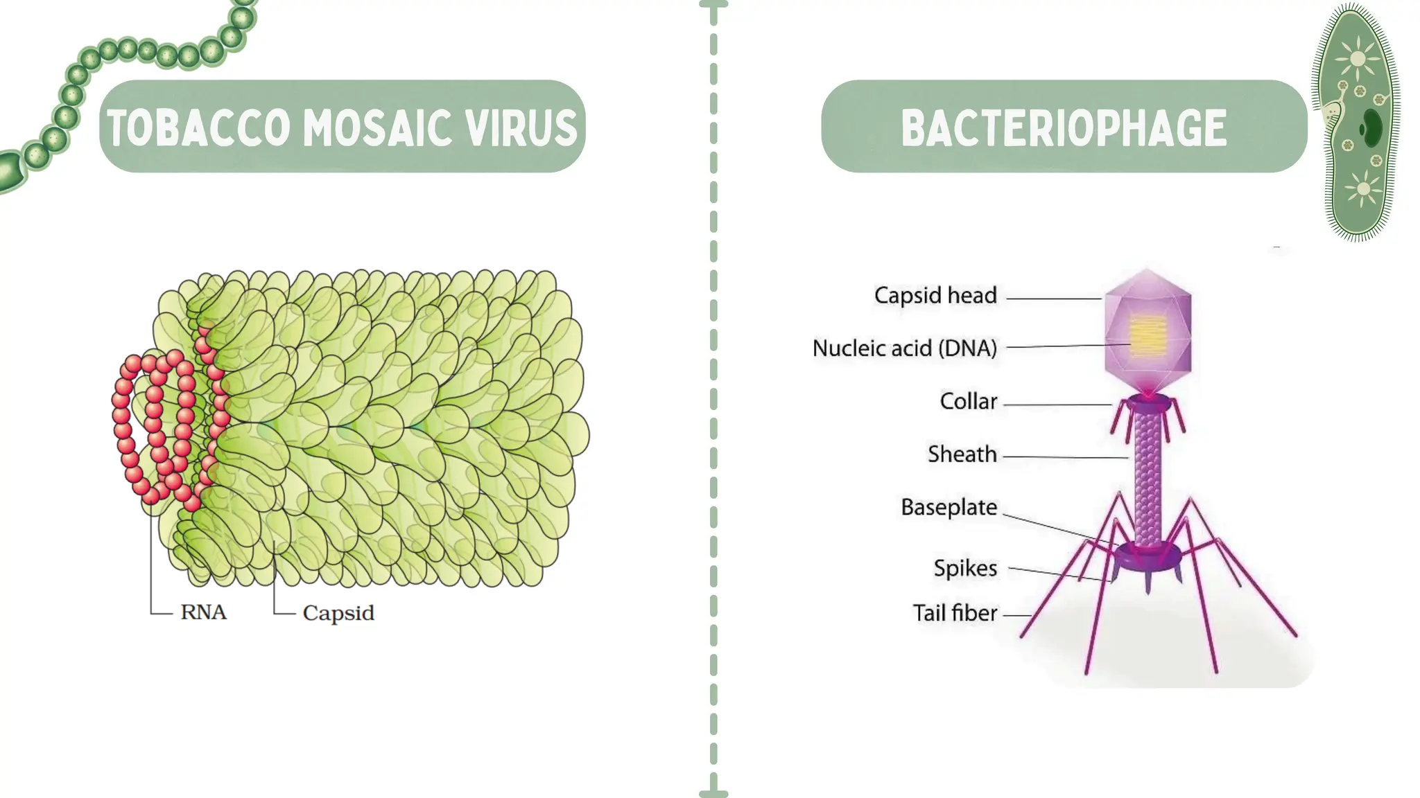 Tobacco MOSAIC VIRUS BACTERIOPHAGE
 