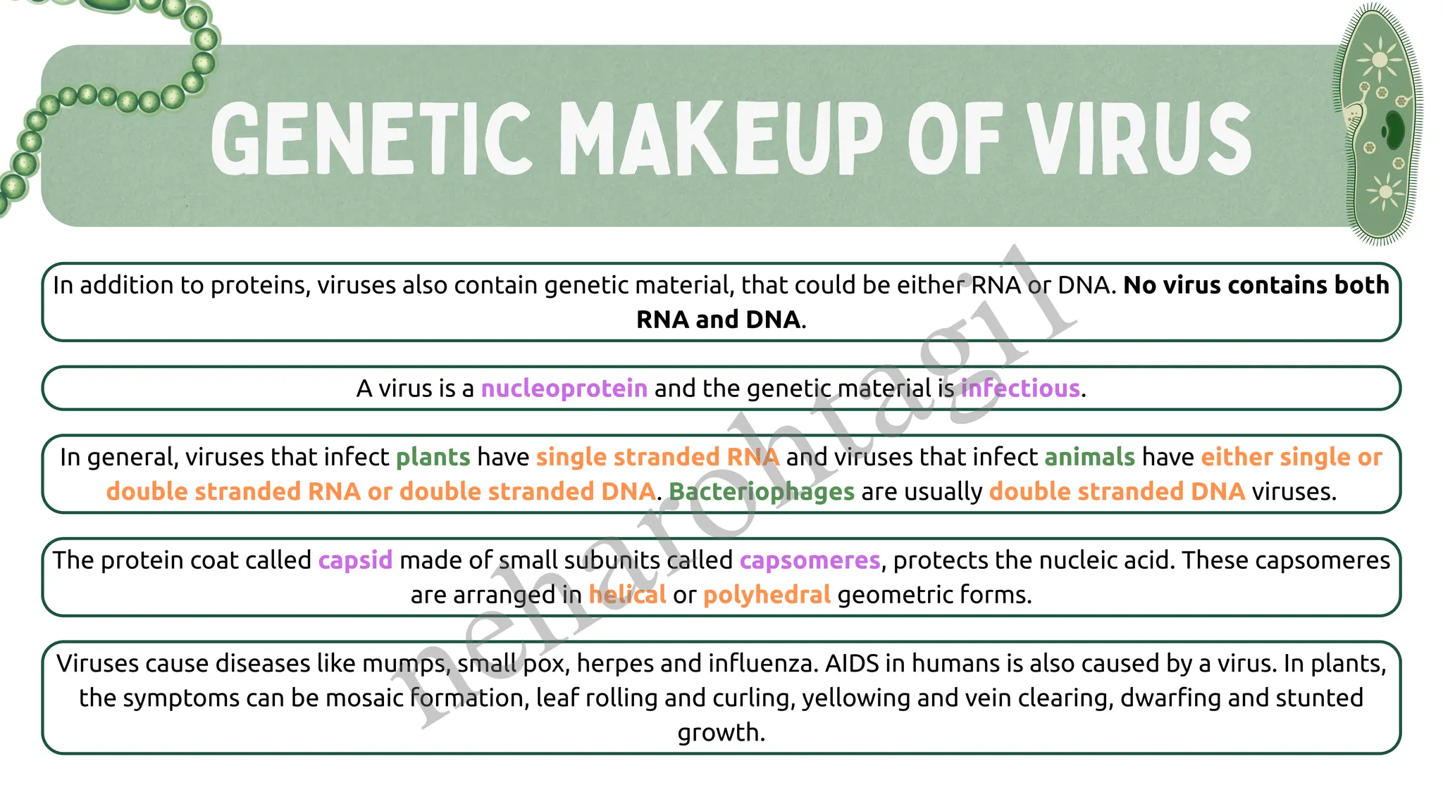 GENETIC MAkeup OF Virus
In addition to proteins, viruses also contain genetic material, that could be either RNA or DNA. No virus contains both
RNA and DNA.
A virus is a nucleoprotein and the genetic material is infectious.
In general, viruses that infect plants have single stranded RNA and viruses that infect animals have either single or
double stranded RNA or double stranded DNA. Bacteriophages are usually double stranded DNA viruses.
The protein coat called capsid made of small subunits called capsomeres, protects the nucleic acid. These capsomeres
are arranged in helical or polyhedral geometric forms.
Viruses cause diseases like mumps, small pox, herpes and influenza. AIDS in humans is also caused by a virus. In plants,
the symptoms can be mosaic formation, leaf rolling and curling, yellowing and vein clearing, dwarfing and stunted
growth.
neharohtagi1
 
