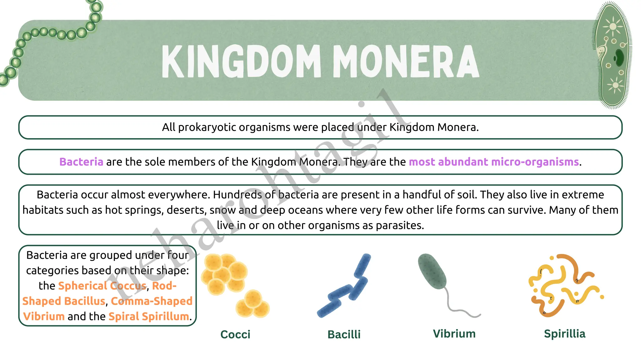 Kingdom Monera
All prokaryotic organisms were placed under Kingdom Monera.
Bacteria are the sole members of the Kingdom Monera. They are the most abundant micro-organisms.
Bacteria occur almost everywhere. Hundreds of bacteria are present in a handful of soil. They also live in extreme
habitats such as hot springs, deserts, snow and deep oceans where very few other life forms can survive. Many of them
live in or on other organisms as parasites.
Bacteria are grouped under four
categories based on their shape:
the Spherical Coccus, Rod-
Shaped Bacillus, Comma-Shaped
Vibrium and the Spiral Spirillum.
Cocci Bacilli Vibrium Spirillia
neharohtagi1
 