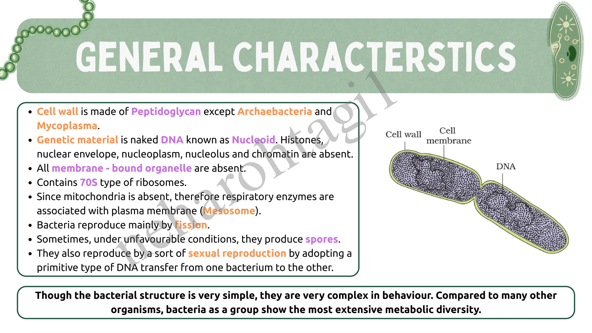 General Characterstics
Cell wall is made of Peptidoglycan except Archaebacteria and
Mycoplasma.
Genetic material is naked DNA known as Nucleoid. Histones,
nuclear envelope, nucleoplasm, nucleolus and chromatin are absent.
All membrane - bound organelle are absent.
Contains 70S type of ribosomes.
Since mitochondria is absent, therefore respiratory enzymes are
associated with plasma membrane (Mesosome).
Bacteria reproduce mainly by fission.
Sometimes, under unfavourable conditions, they produce spores.
They also reproduce by a sort of sexual reproduction by adopting a
primitive type of DNA transfer from one bacterium to the other.
Though the bacterial structure is very simple, they are very complex in behaviour. Compared to many other
organisms, bacteria as a group show the most extensive metabolic diversity.
neharohtagi1
 