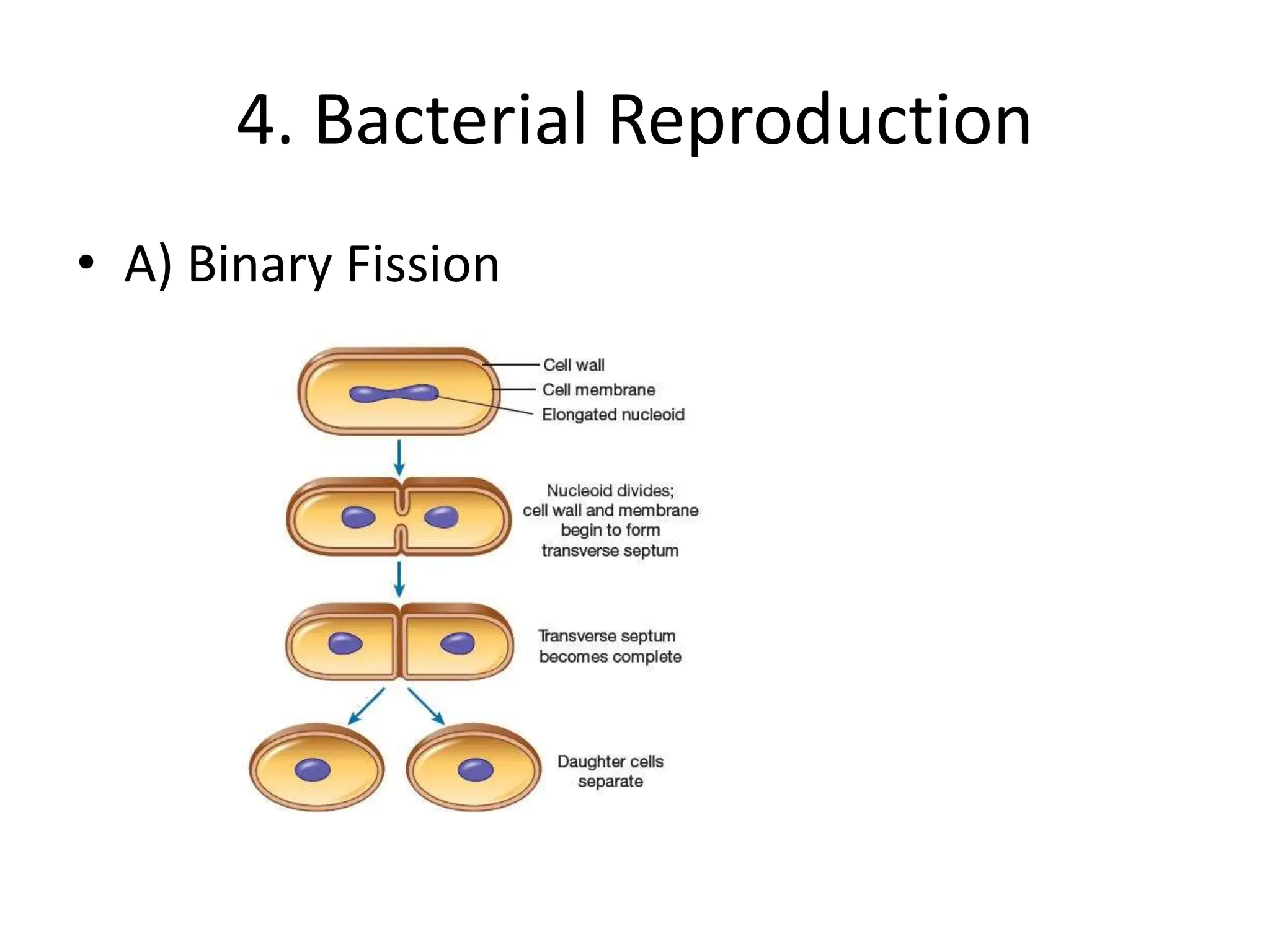 4. Bacterial Reproduction
• A) Binary Fission
 