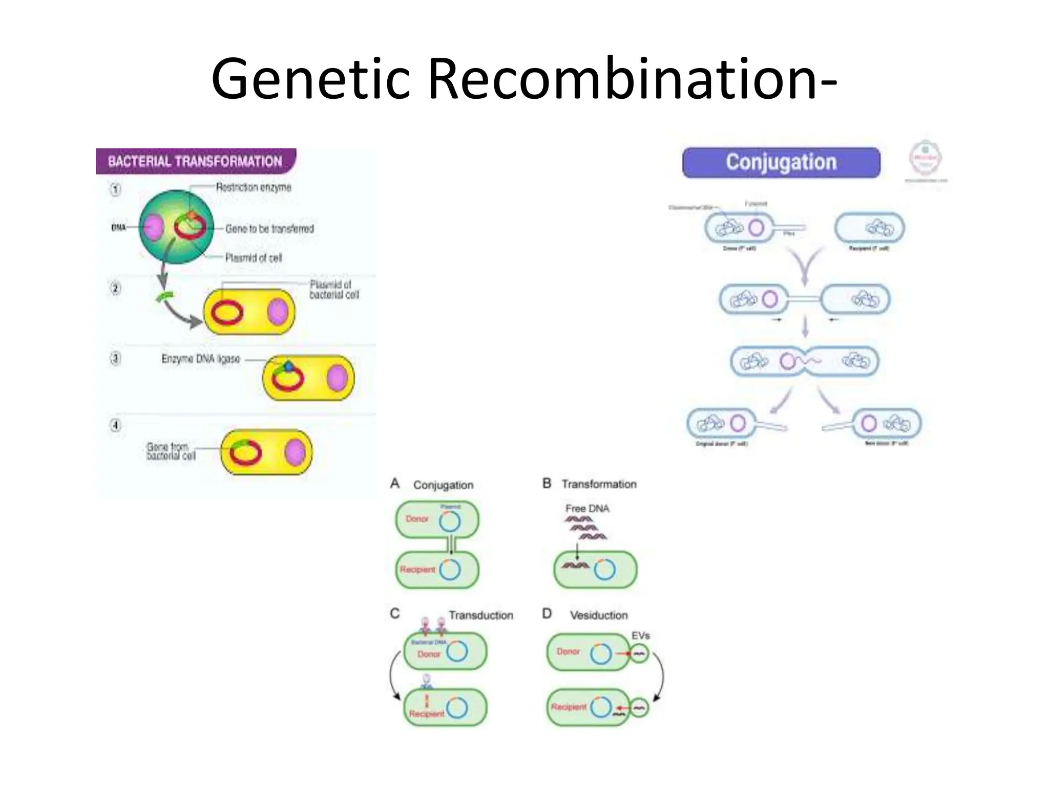 Genetic Recombination-
 