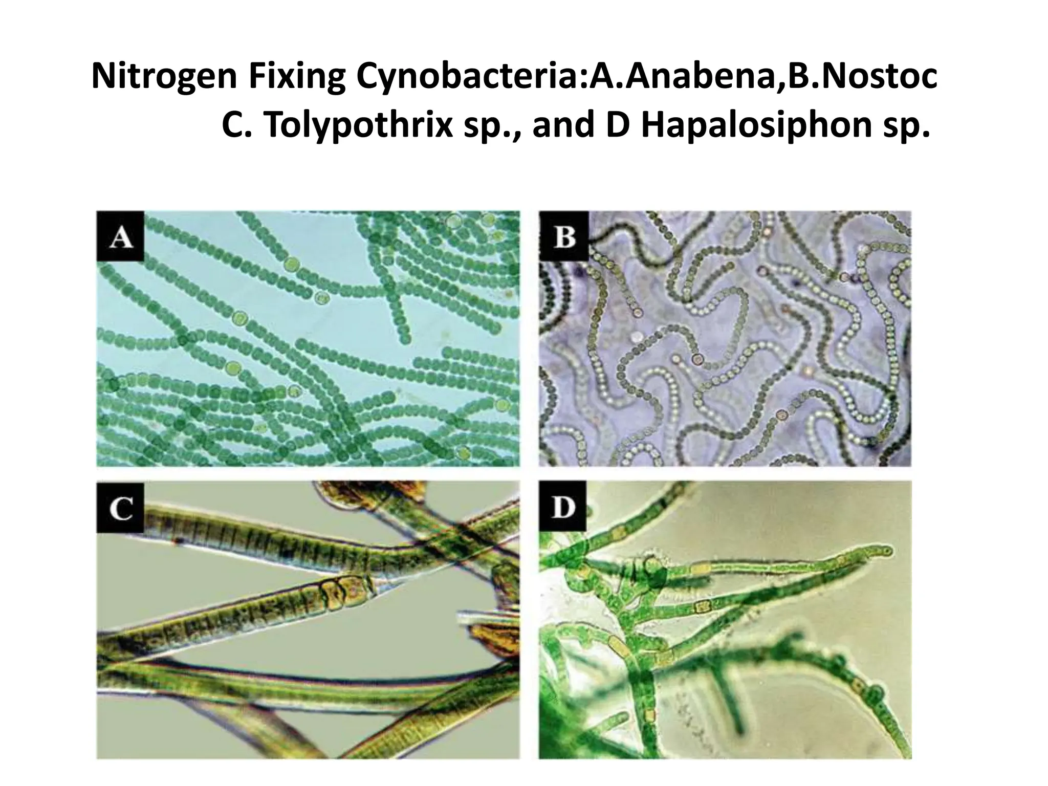 Nitrogen Fixing Cynobacteria:A.Anabena,B.Nostoc
C. Tolypothrix sp., and D Hapalosiphon sp.
 