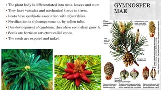  The plant body is differentiated into roots, leaves and stem.
 They have vascular and mechanical tissue in them.
 Roots have symbiotic association with mycorrhiza.
 Fertilization is siphonogamous i.e. by pollen tube.
 Due development of cambium, they show secondary growth.
 Seeds are borne on structure called cones.
 The seeds are exposed and naked.
 