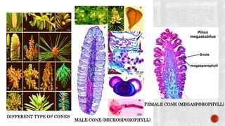 DIFFERENT TYPE OF CONES
MALE CONE (MICROSPOROPHYLL)
FEMALE CONE (MEGASPOROPHYLL)
 