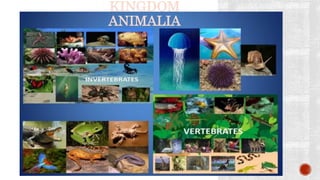 KINGDOM
ANIMALIA
 