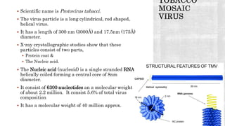  Scientific name is Protovirus tabacci.
 The virus particle is a long cylindrical, rod shaped,
helical virus.
 It has a length of 300 nm (3000Å) and 17.5nm (175Å)
diameter.
 X-ray crystallographic studies show that these
particles consist of two parts,
 Protein coat &
 The Nucleic acid.
 The Nucleic acid (nucleoid) is a single stranded RNA,
helically coiled forming a central core of 8nm
diameter.
 It consist of 6300 nucleotides an a molecular weight
of about 2.2 million. It consist 5.6% of total virus
composition
 It has a molecular weight of 40 million approx.
 